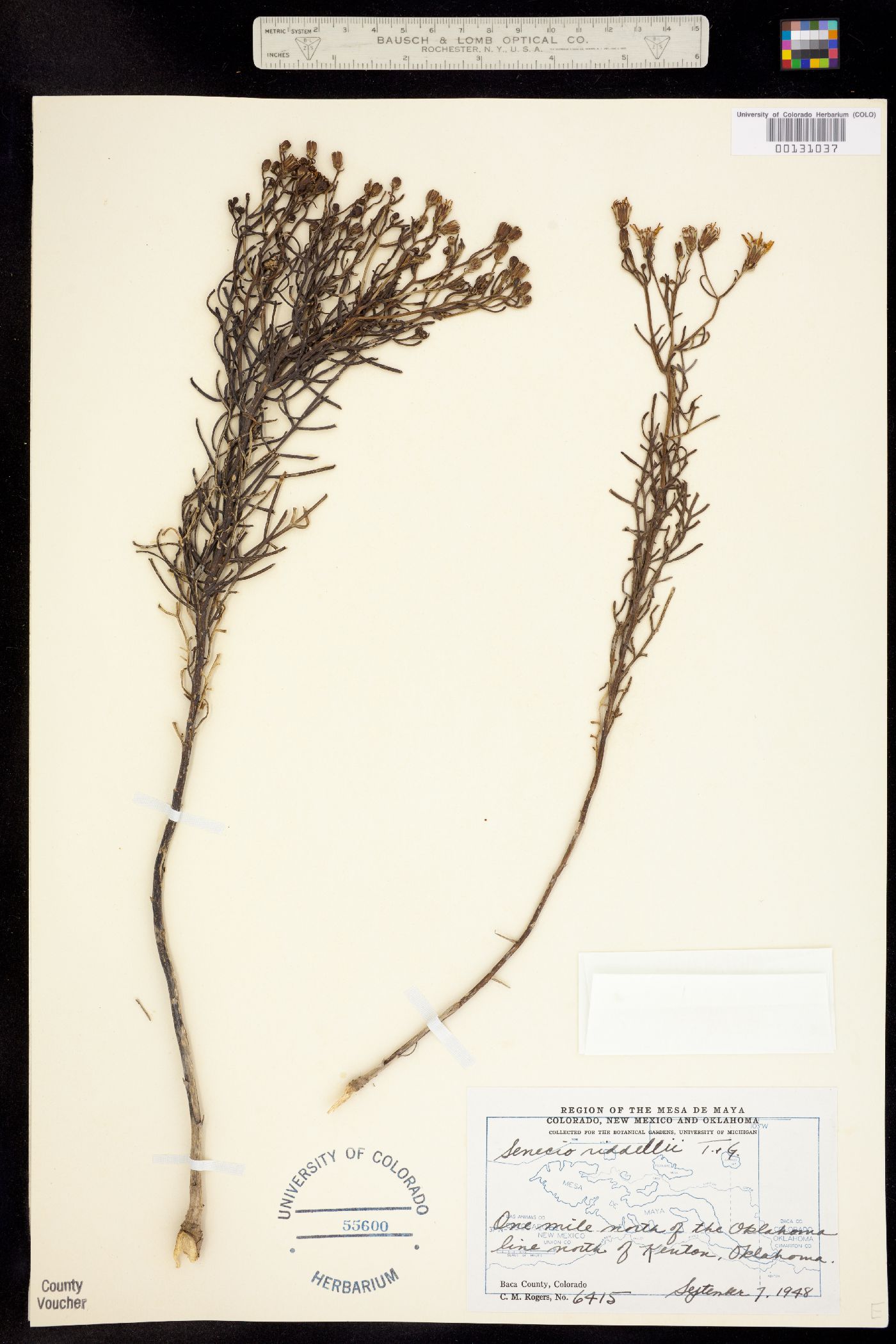 Senecio riddellii image