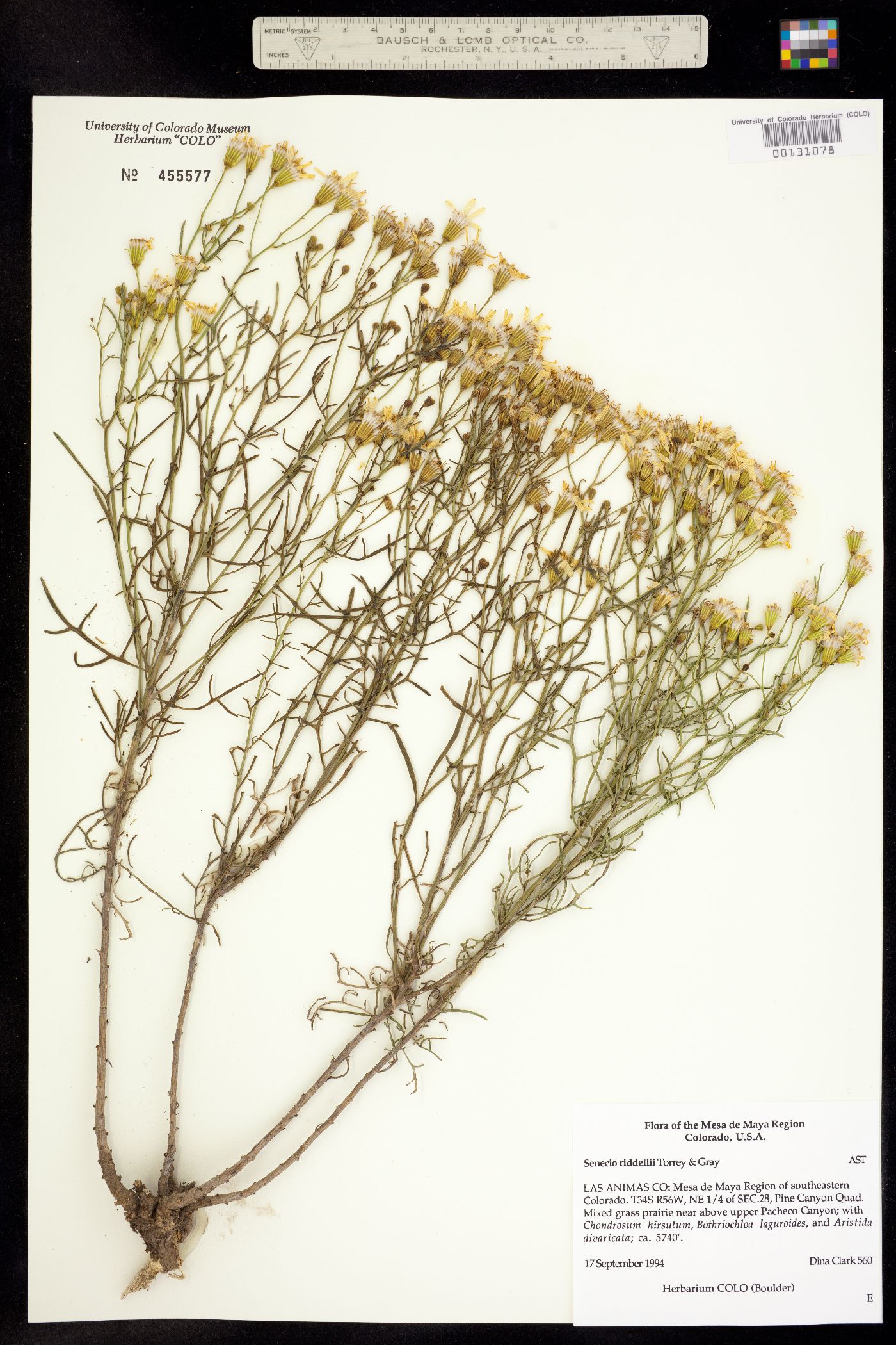 Senecio riddellii image