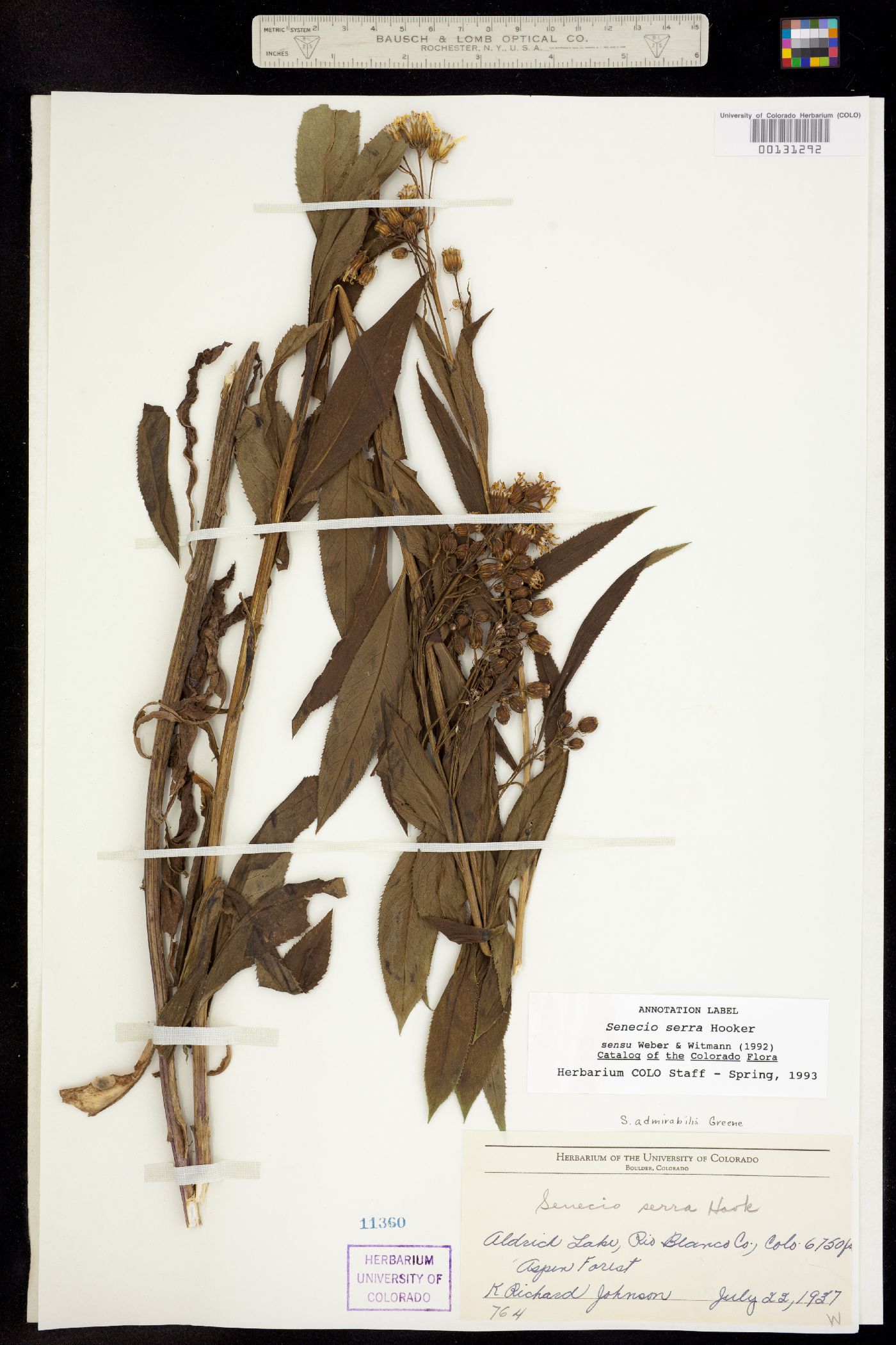 Senecio serra image