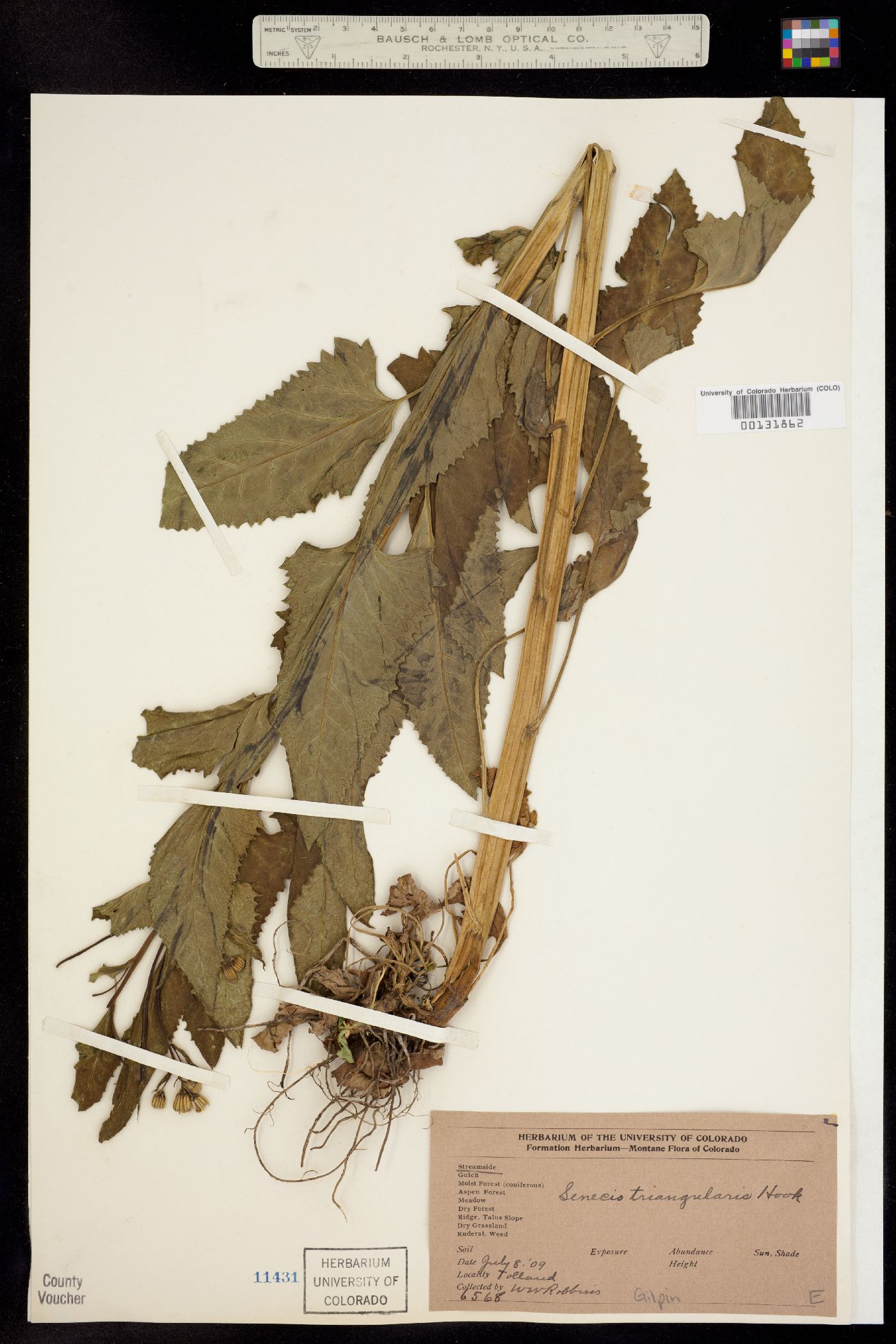 Senecio triangularis image