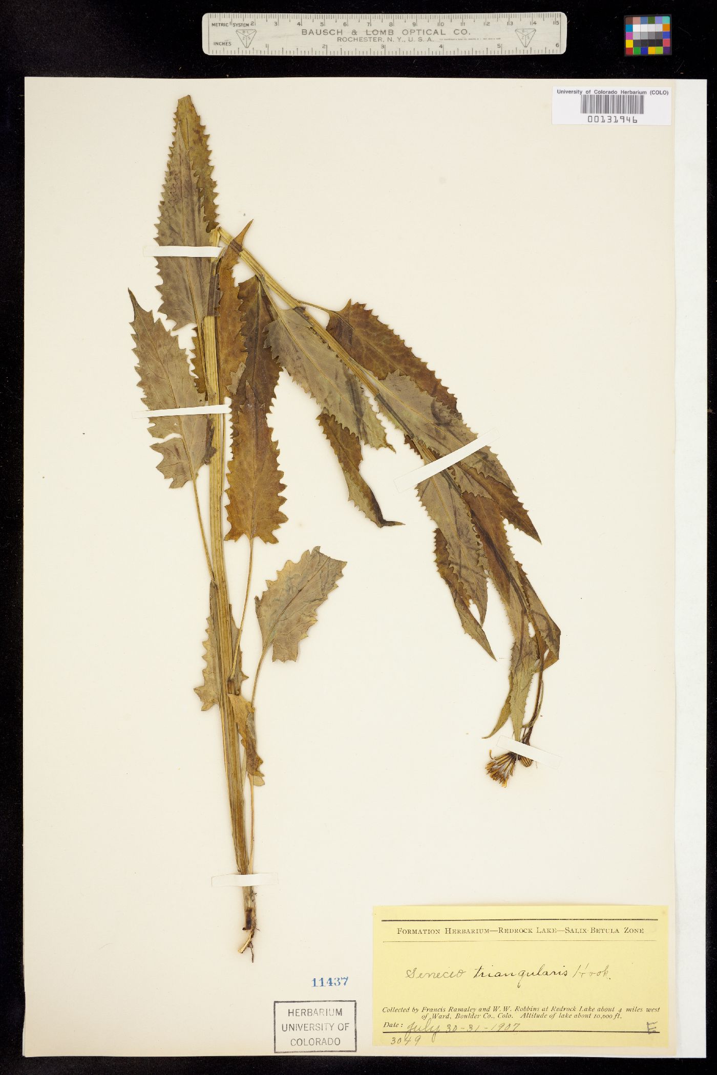 Senecio triangularis image