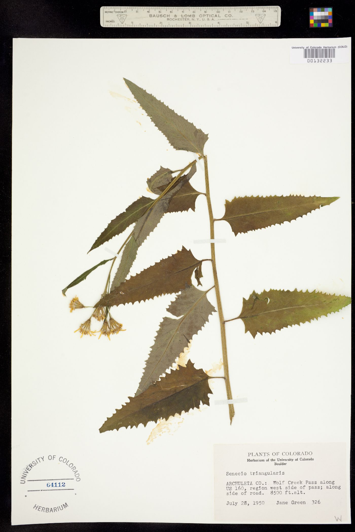 Senecio triangularis image