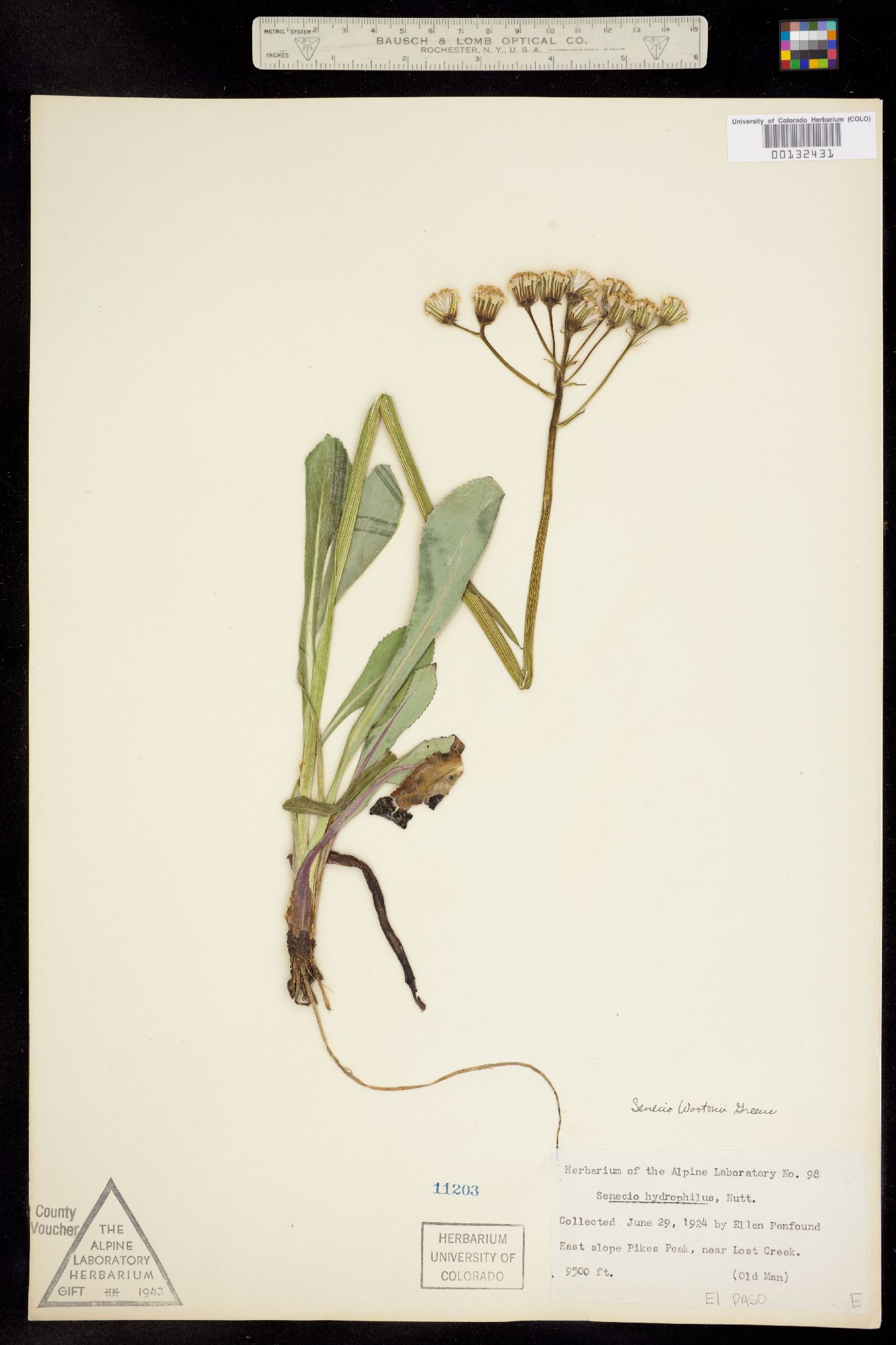 Senecio wootonii image