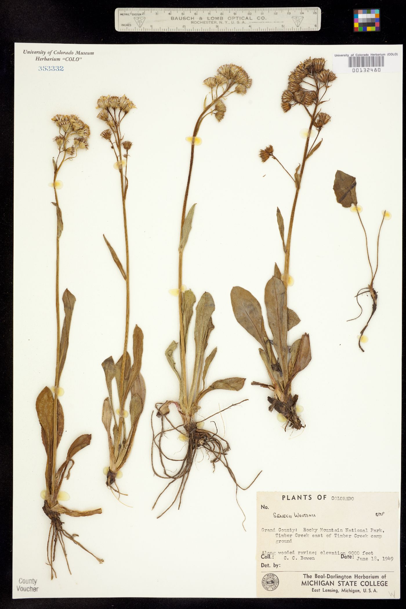 Senecio wootonii image