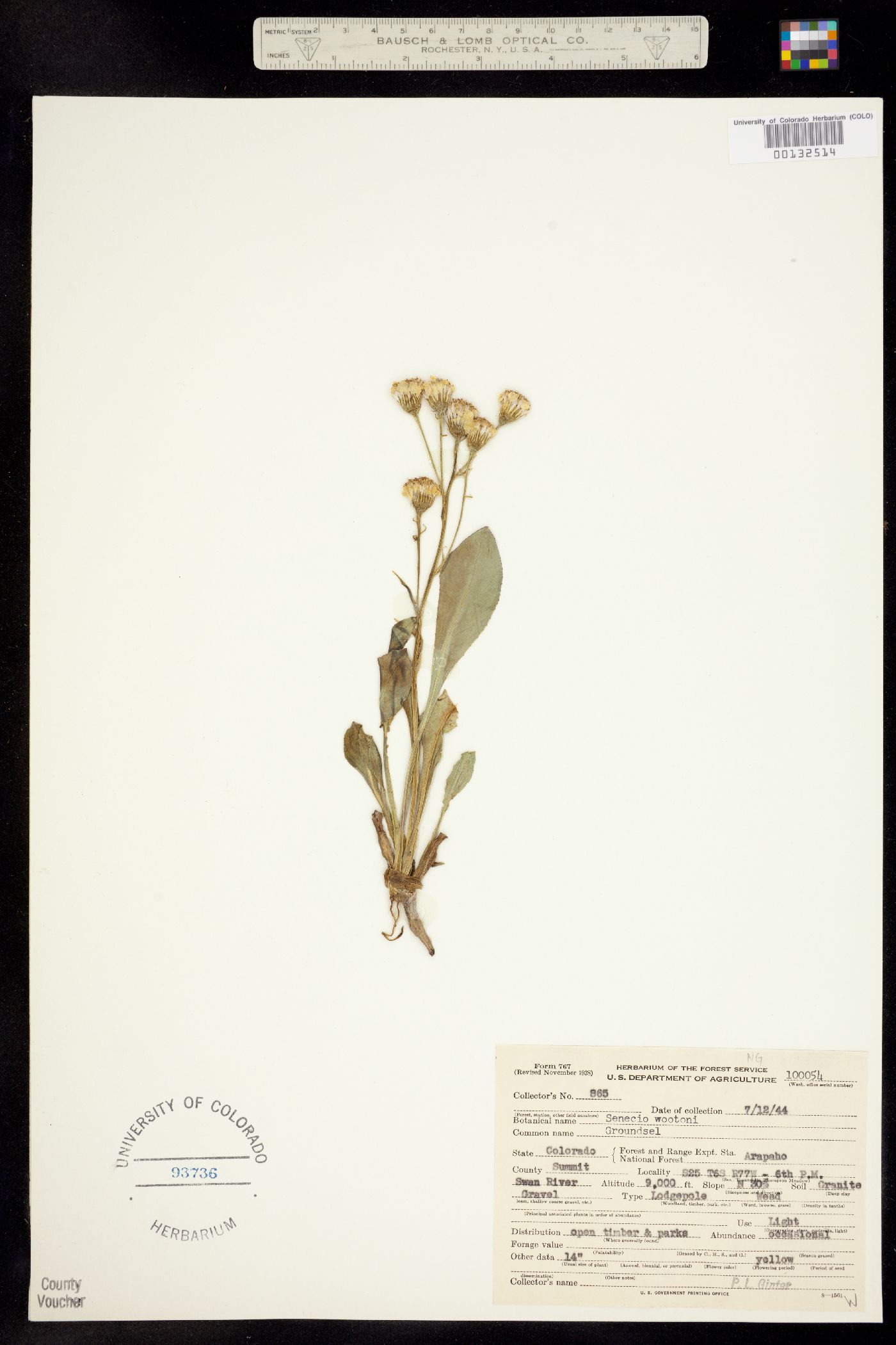 Senecio wootonii image