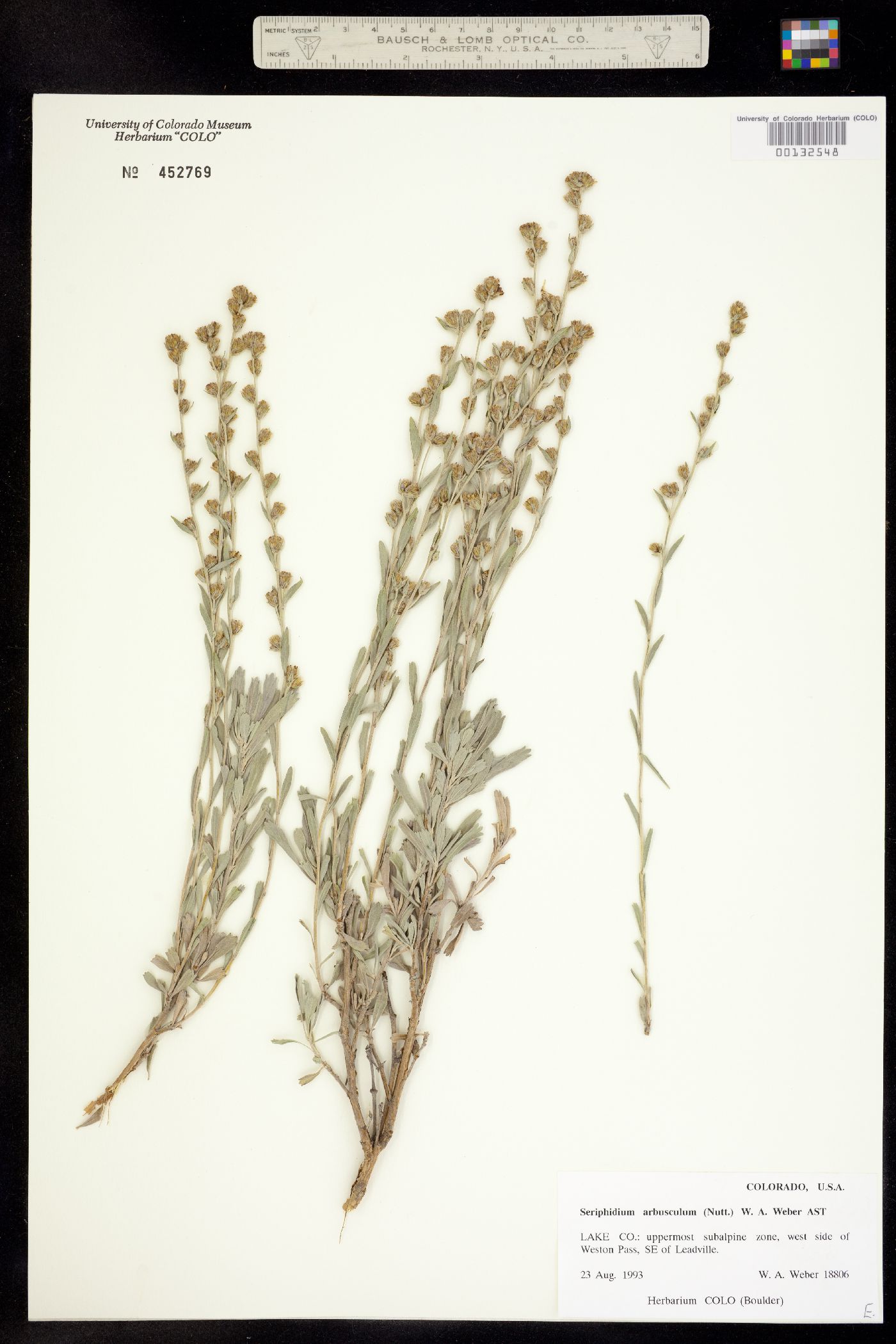 Seriphidium arbusculum image