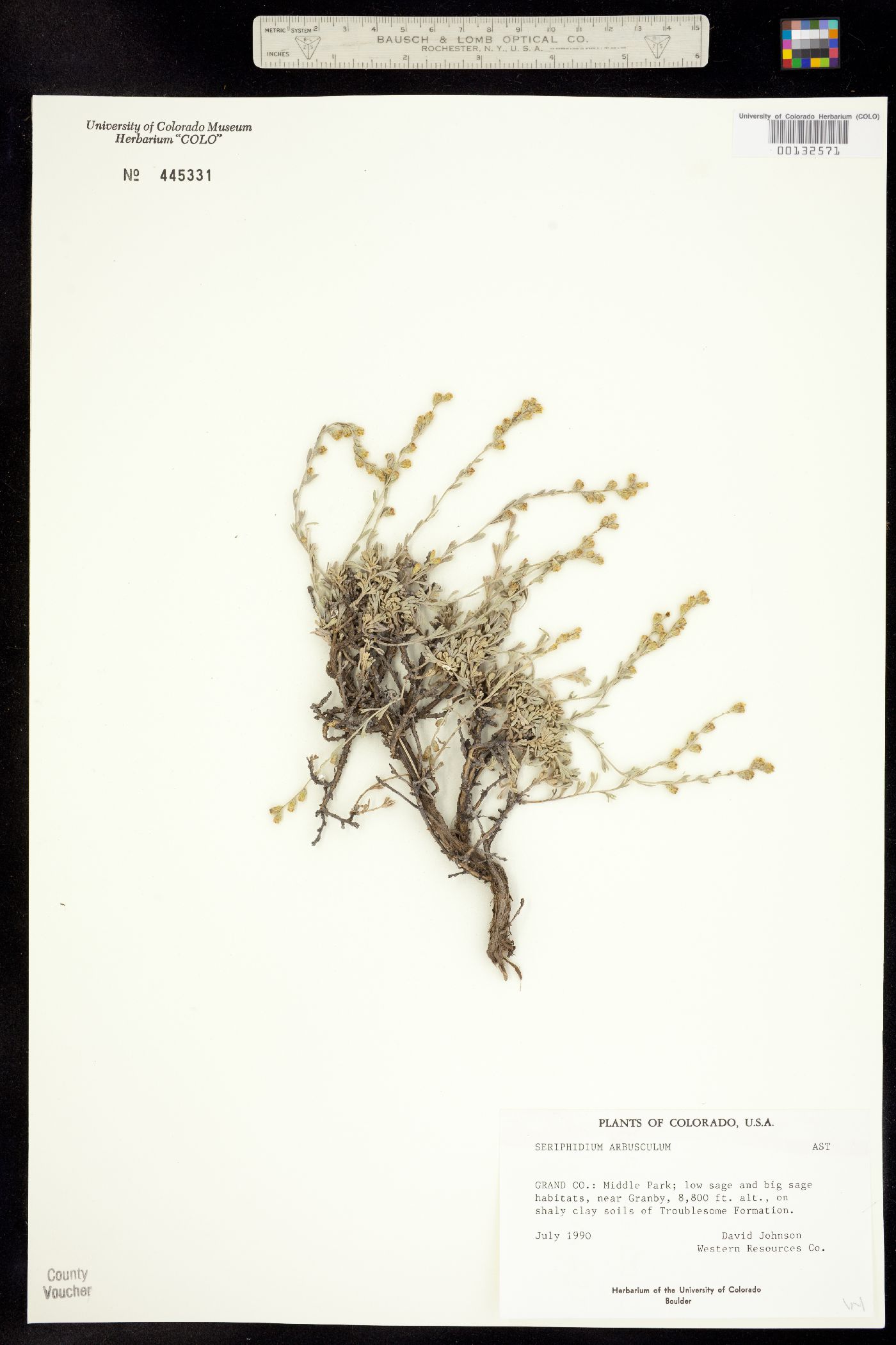 Seriphidium arbusculum image