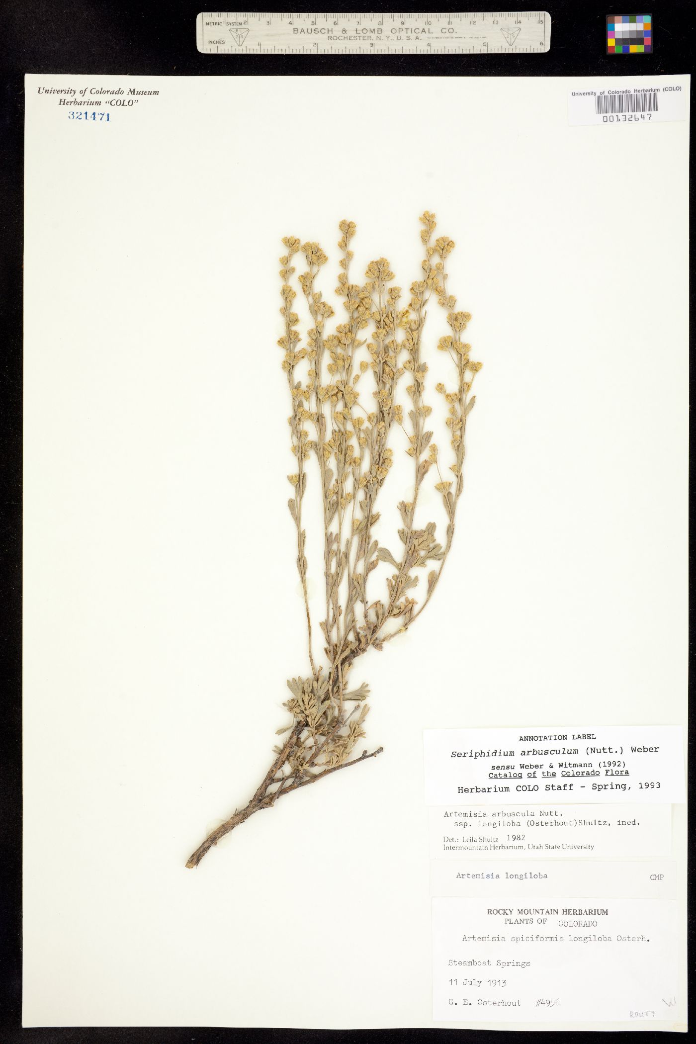 Seriphidium arbusculum image