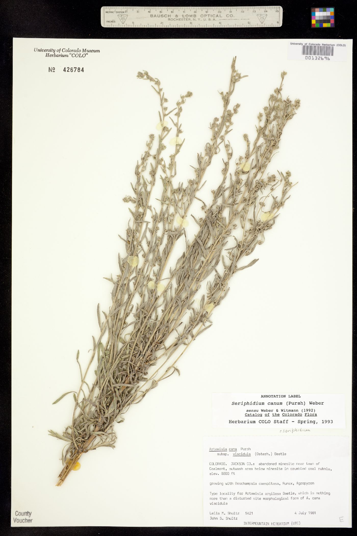 Seriphidium canum image