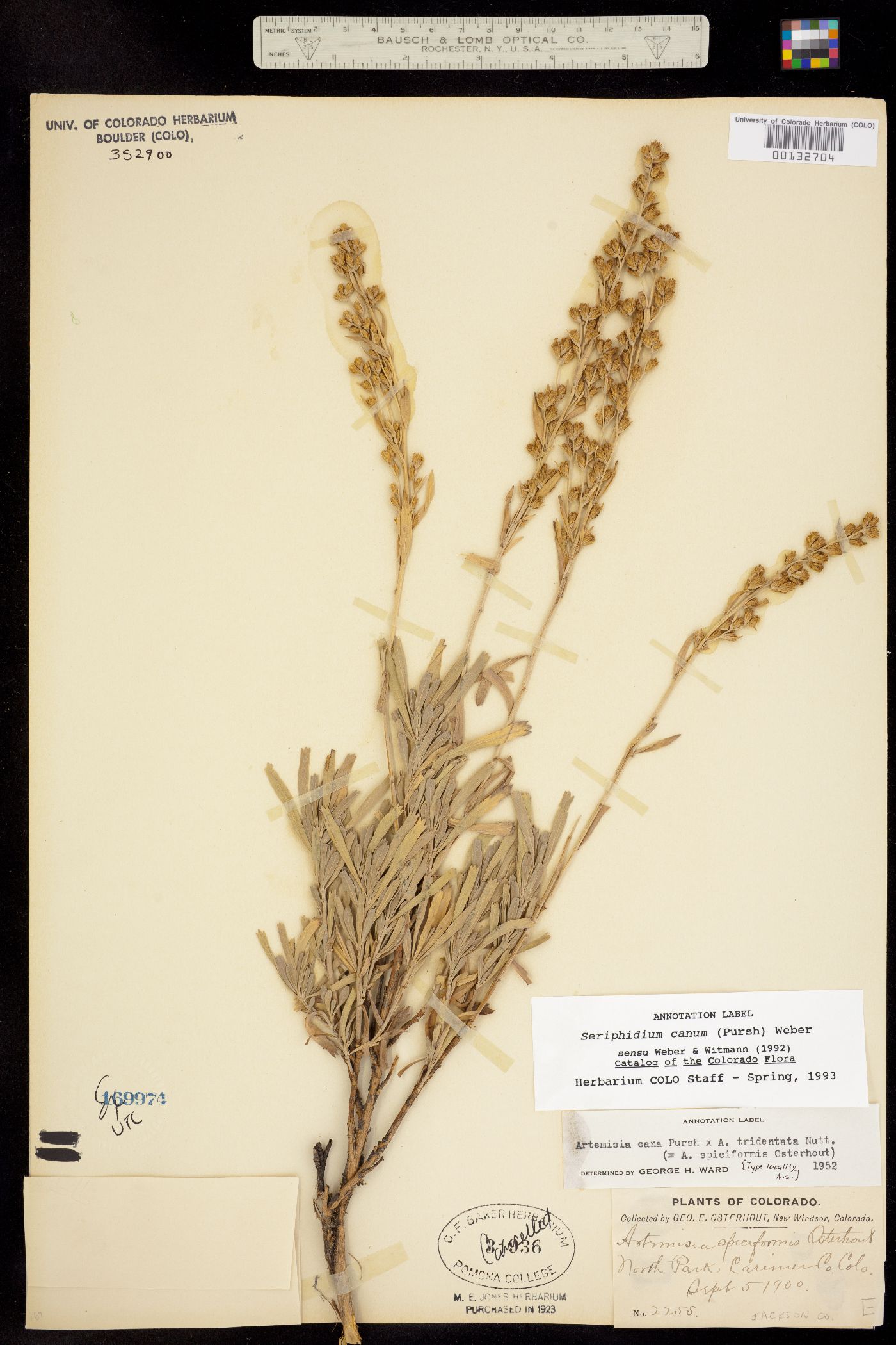 Seriphidium canum image