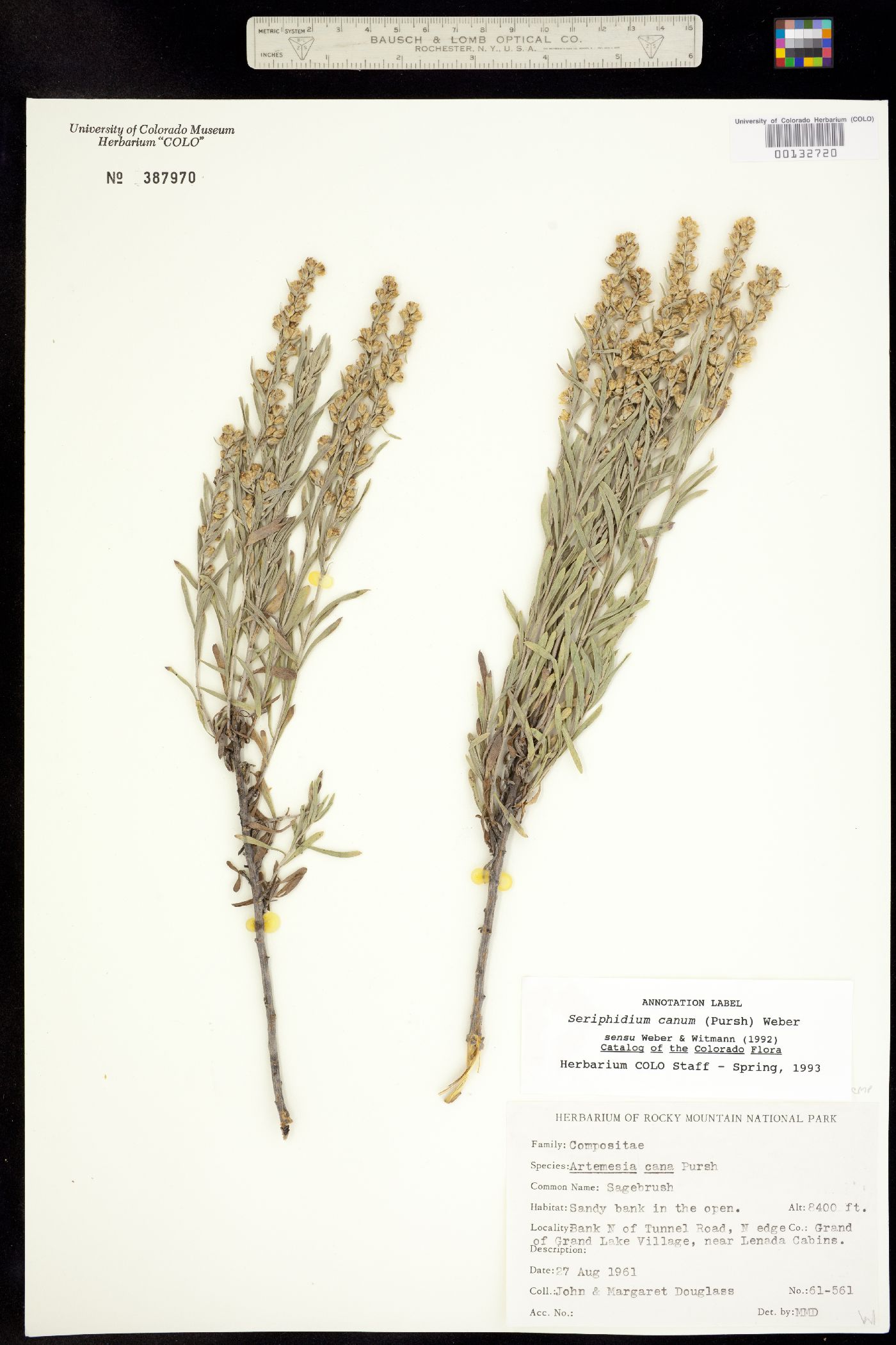 Seriphidium canum image