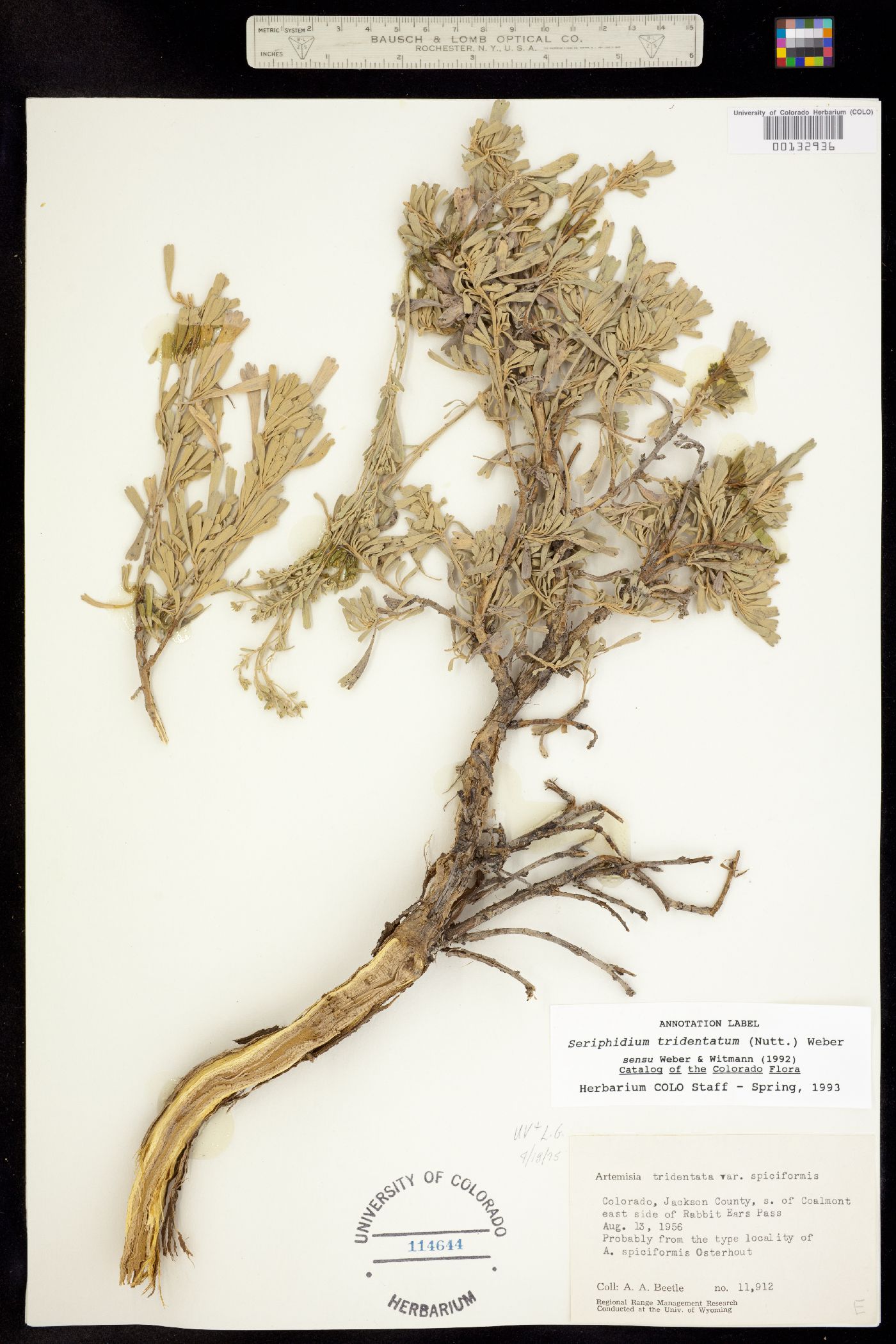 Seriphidium tridentatum image