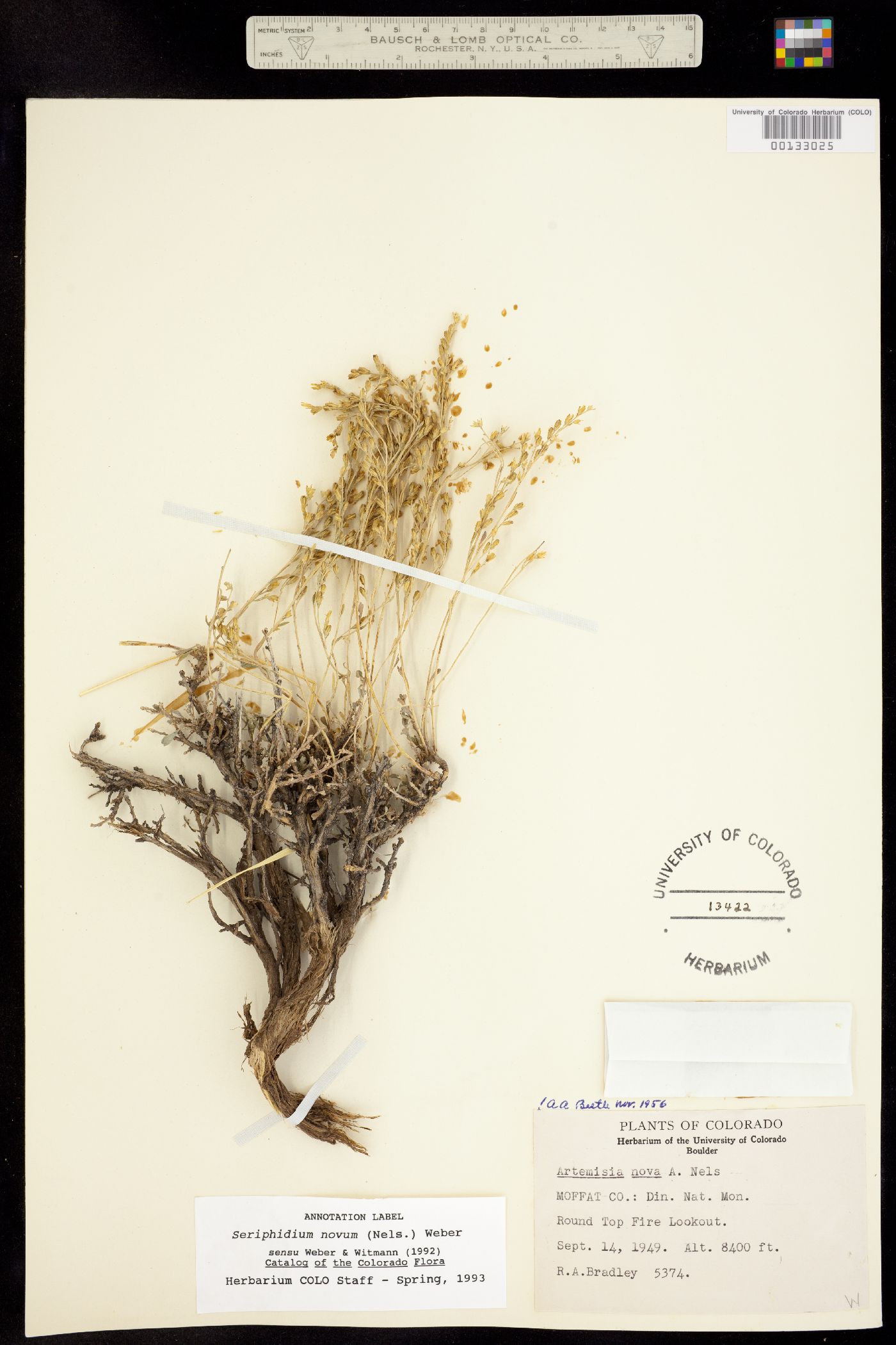Artemisia nova image