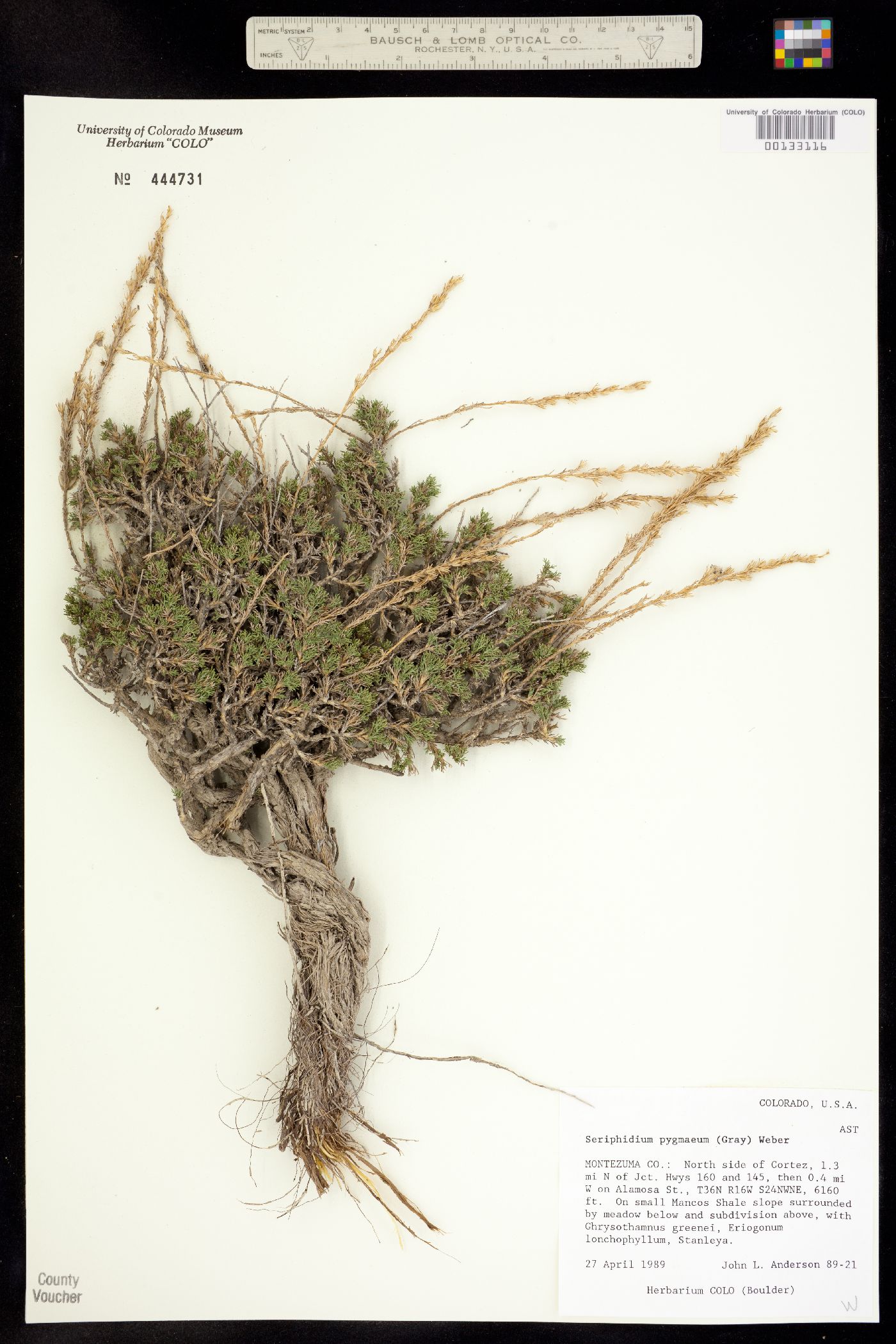 Artemisia pygmaea image