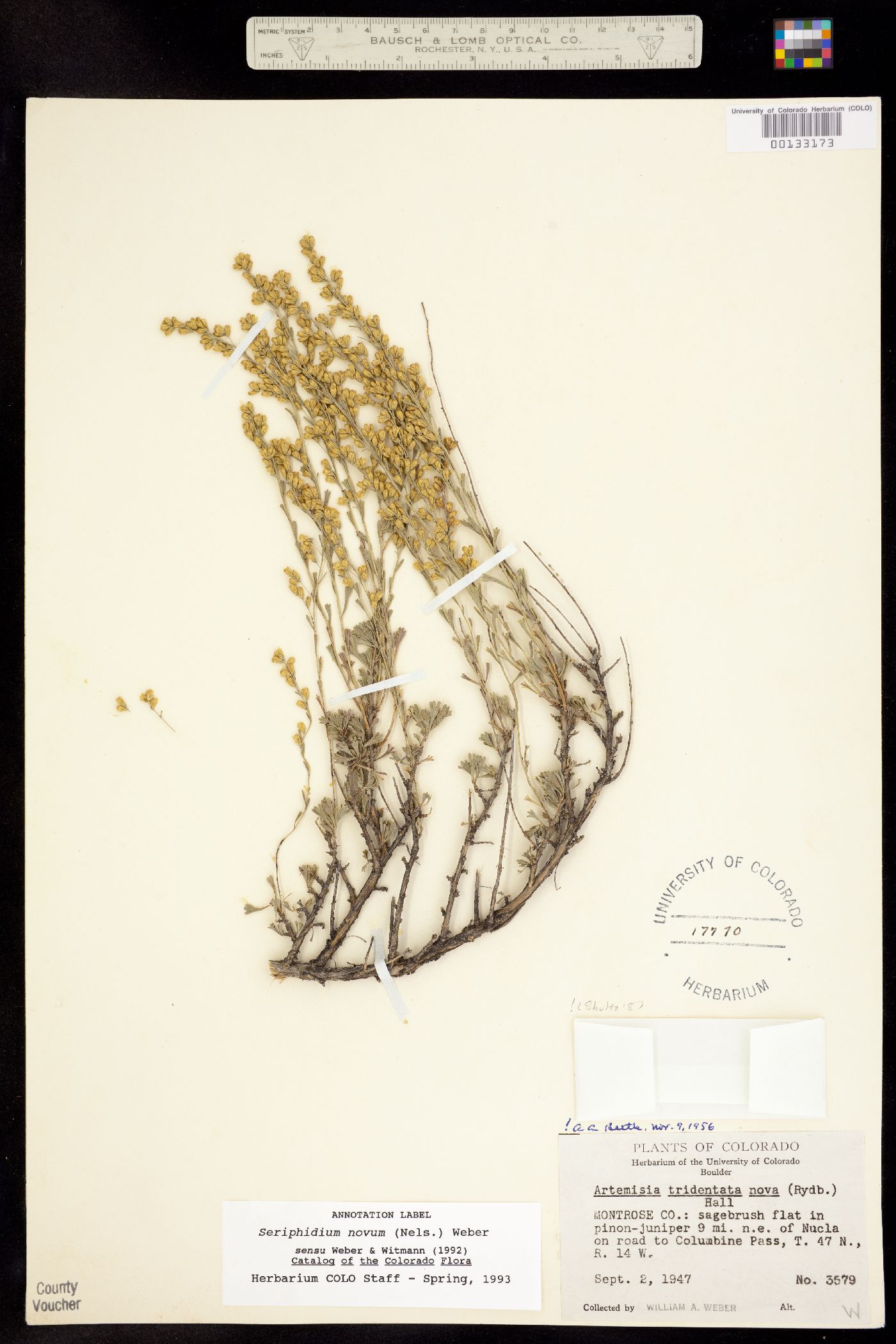 Artemisia nova image