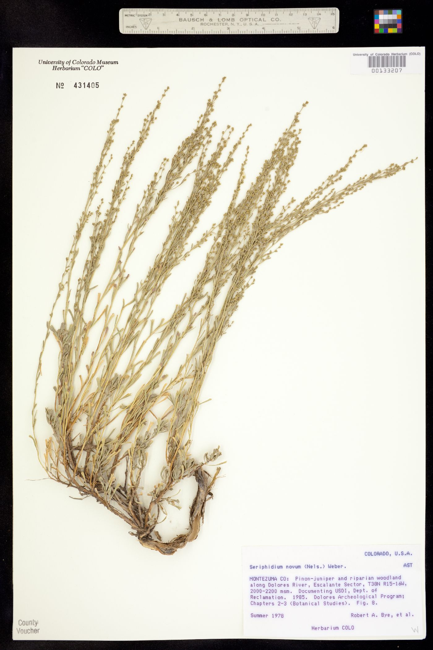Artemisia nova image