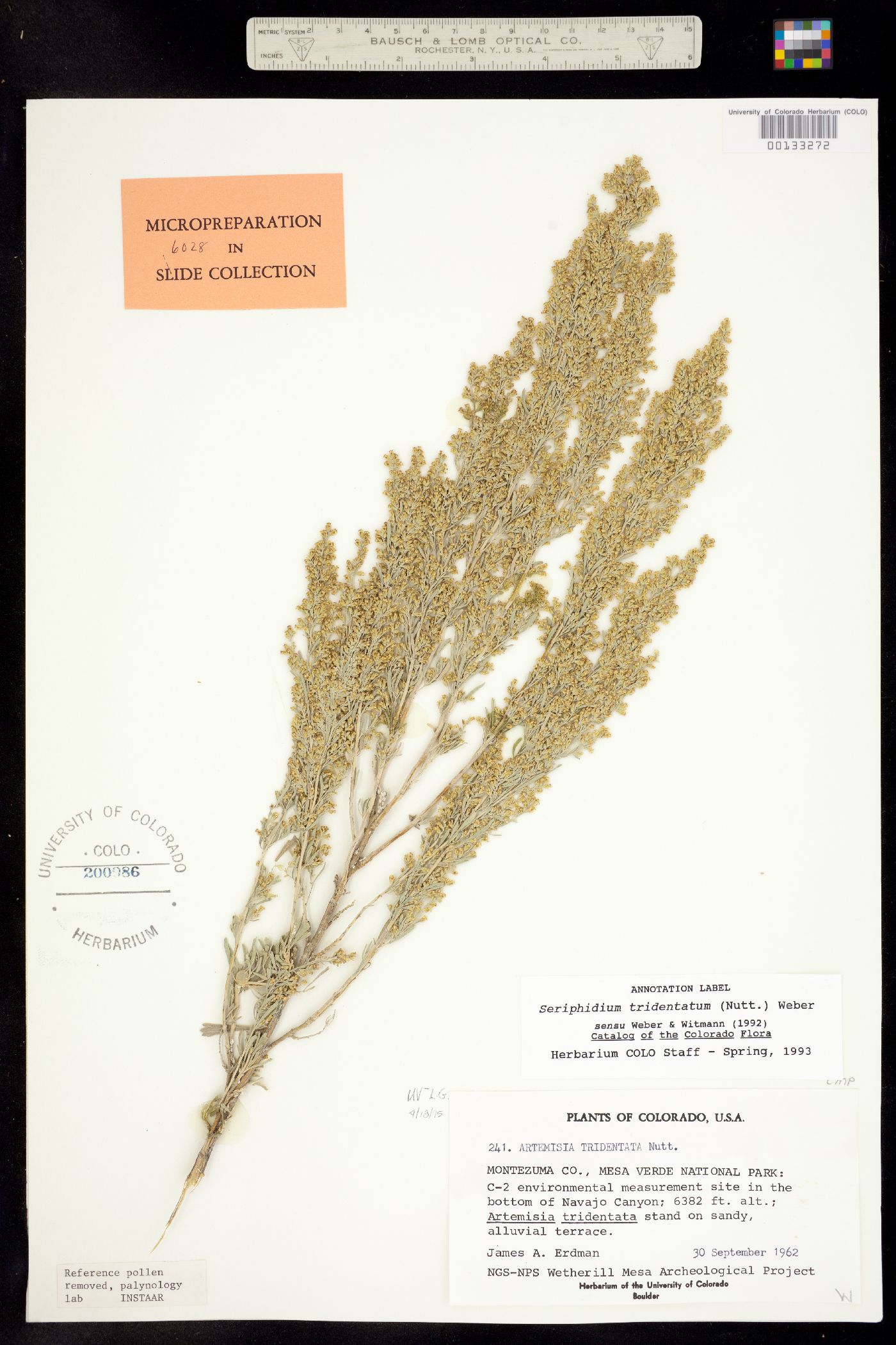 Seriphidium tridentatum image