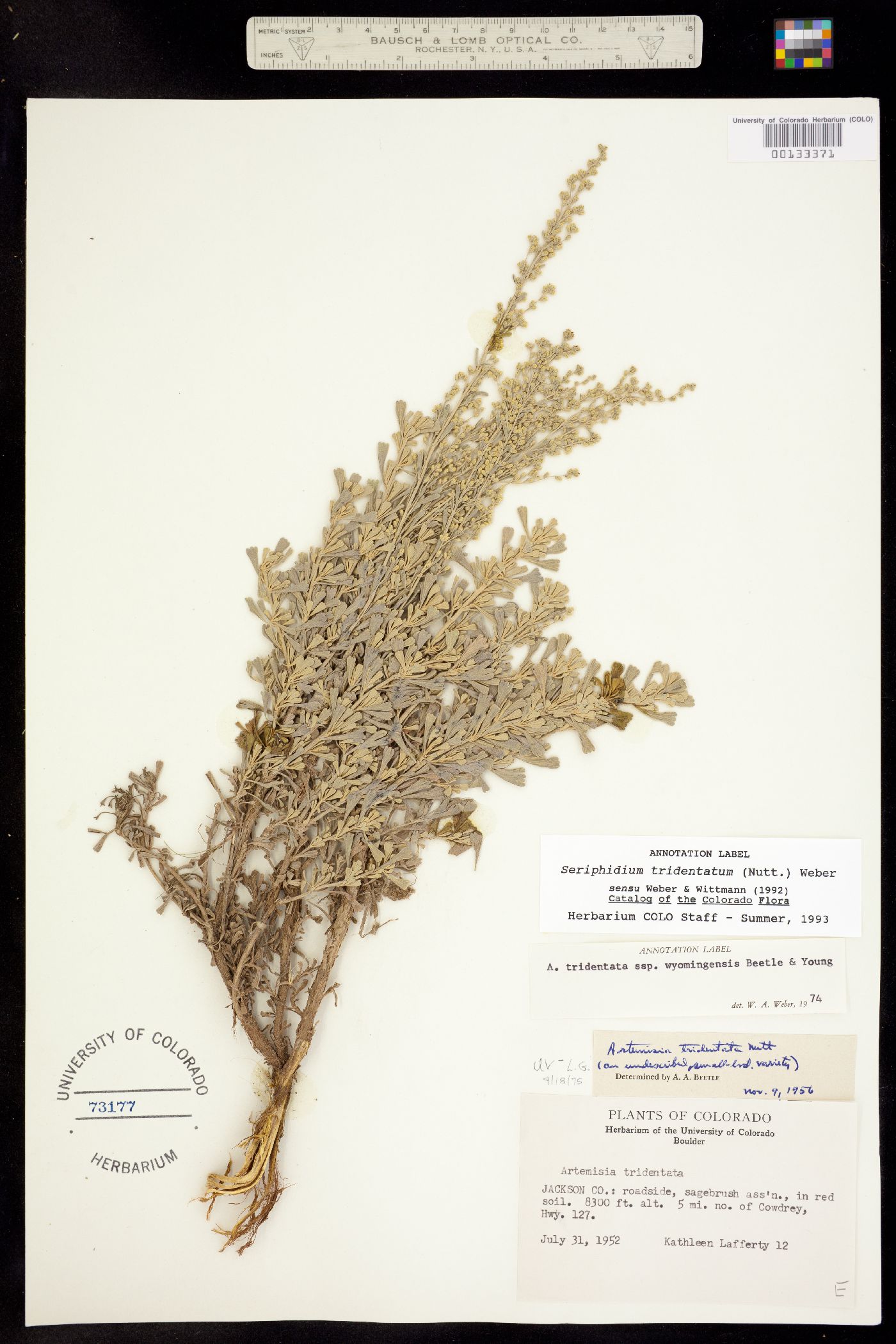 Seriphidium tridentatum ssp. wyomingensis image