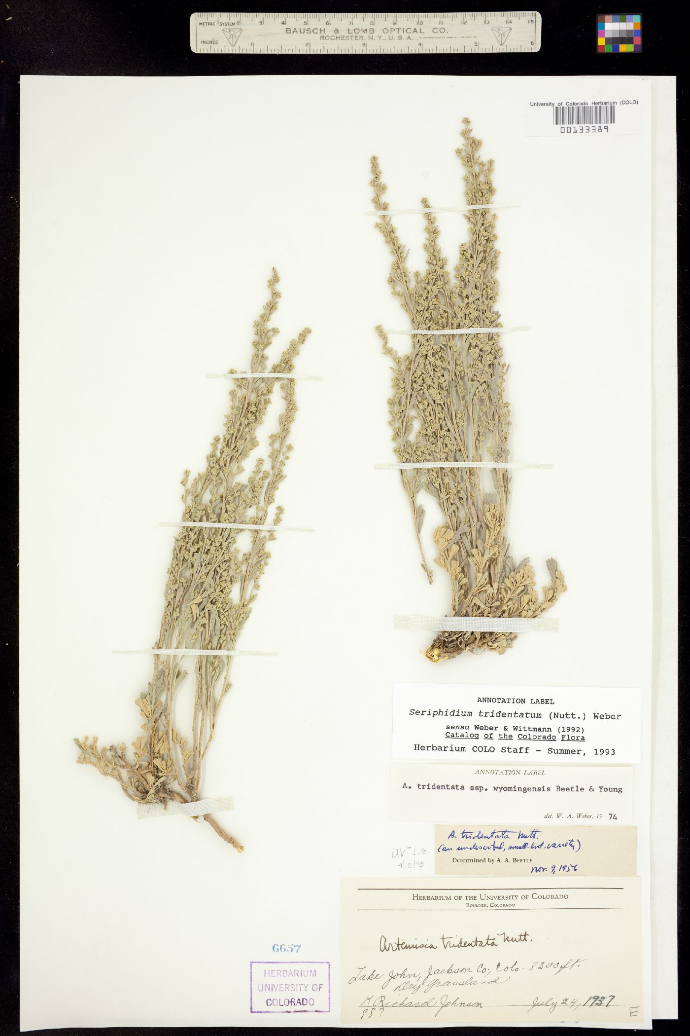 Seriphidium tridentatum ssp. wyomingensis image