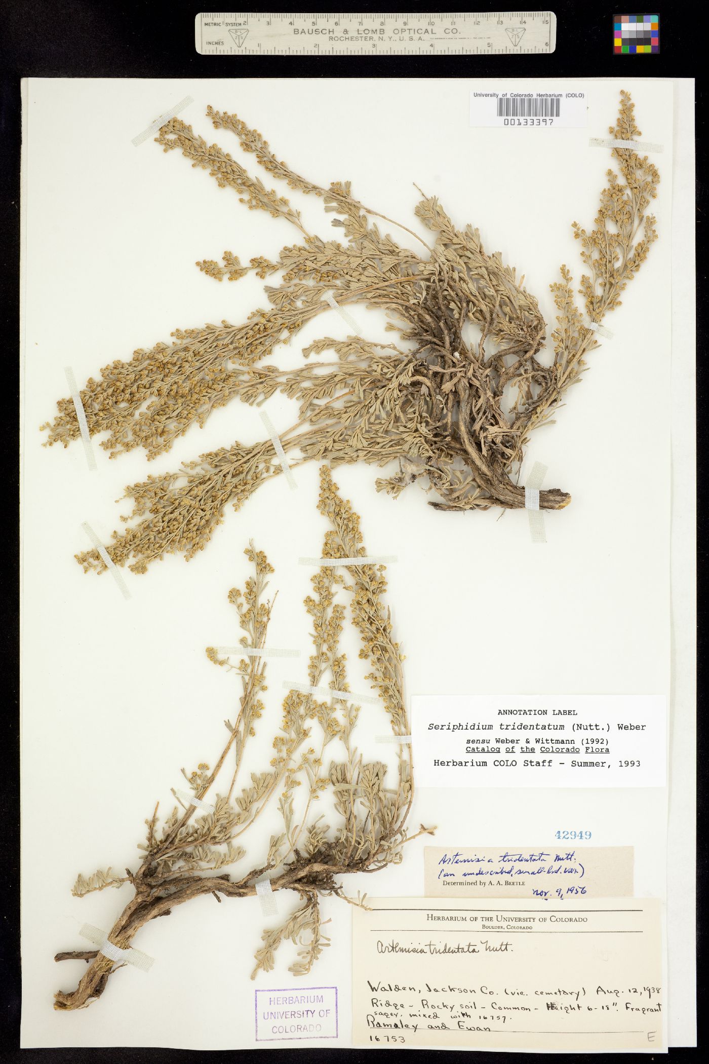Seriphidium tridentatum ssp. wyomingensis image