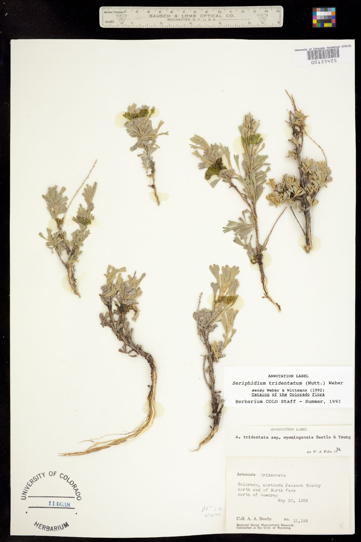 Seriphidium tridentatum ssp. wyomingensis image