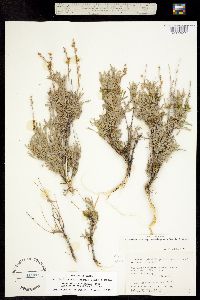 Seriphidium tridentatum ssp. wyomingensis image