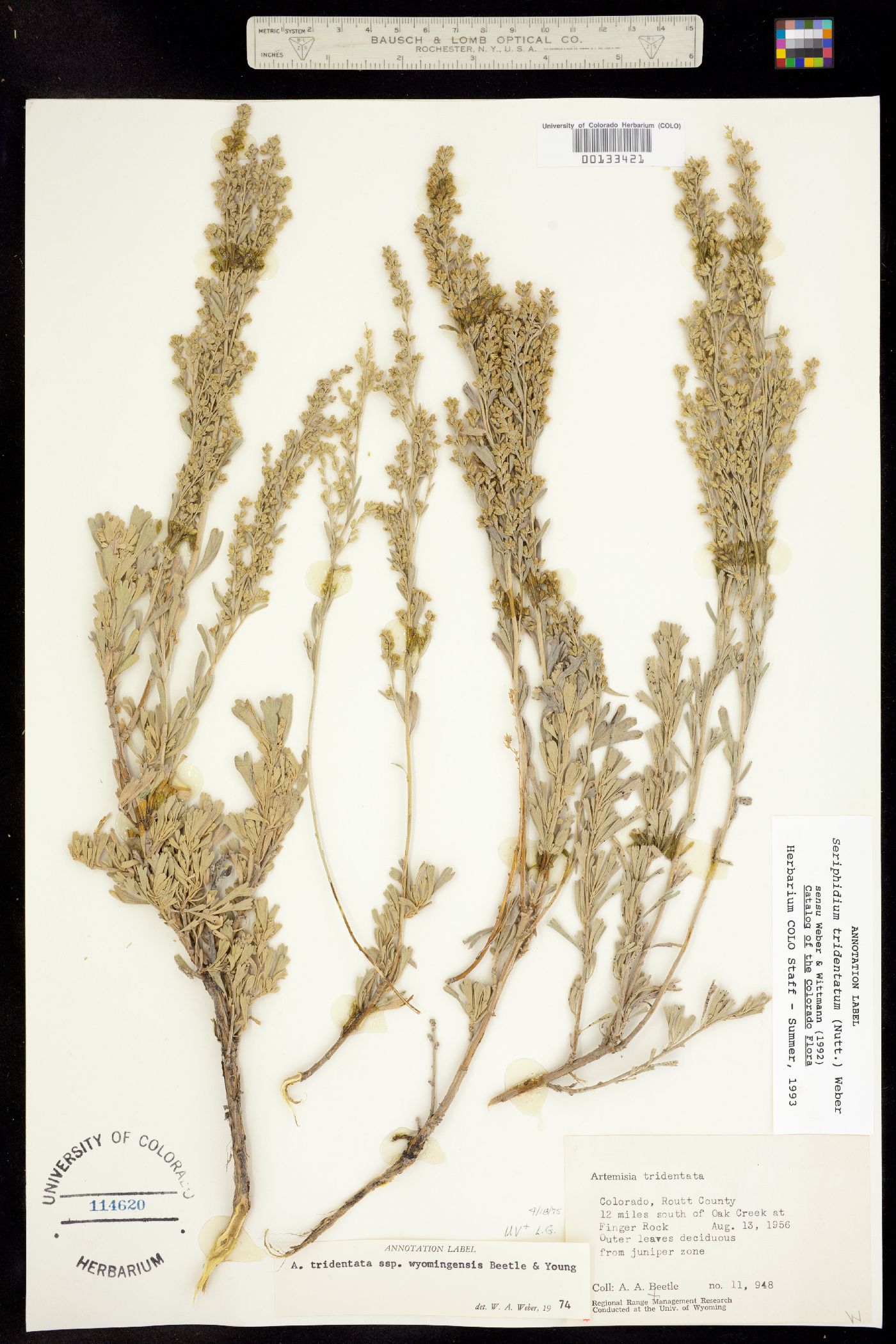 Seriphidium tridentatum ssp. wyomingensis image