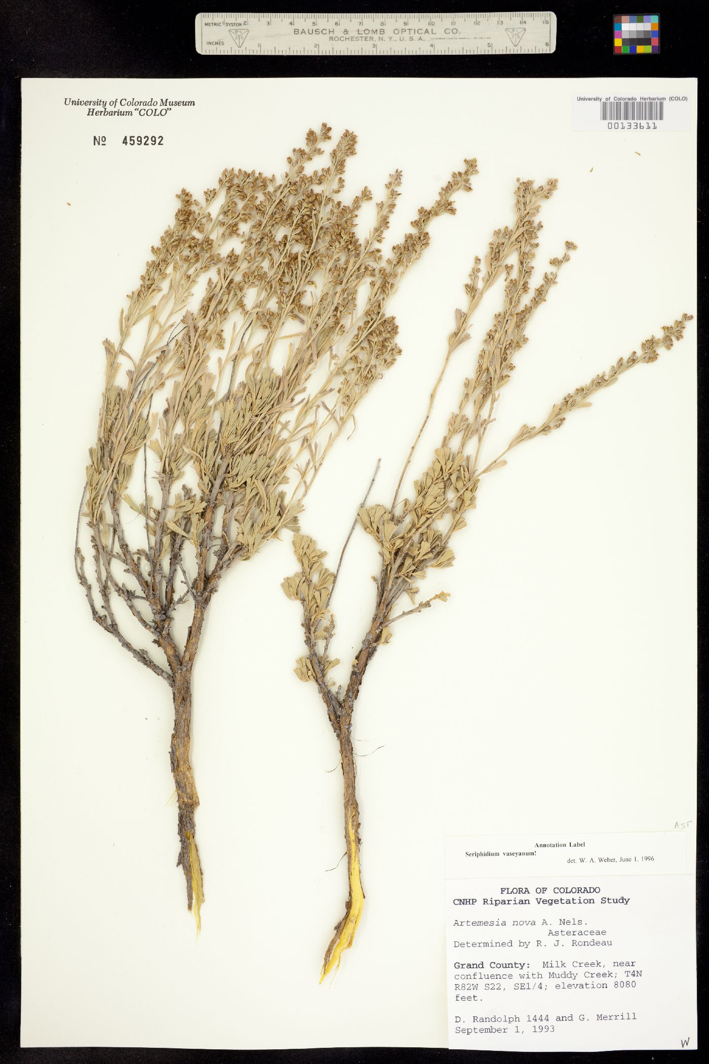 Seriphidium vaseyanum image