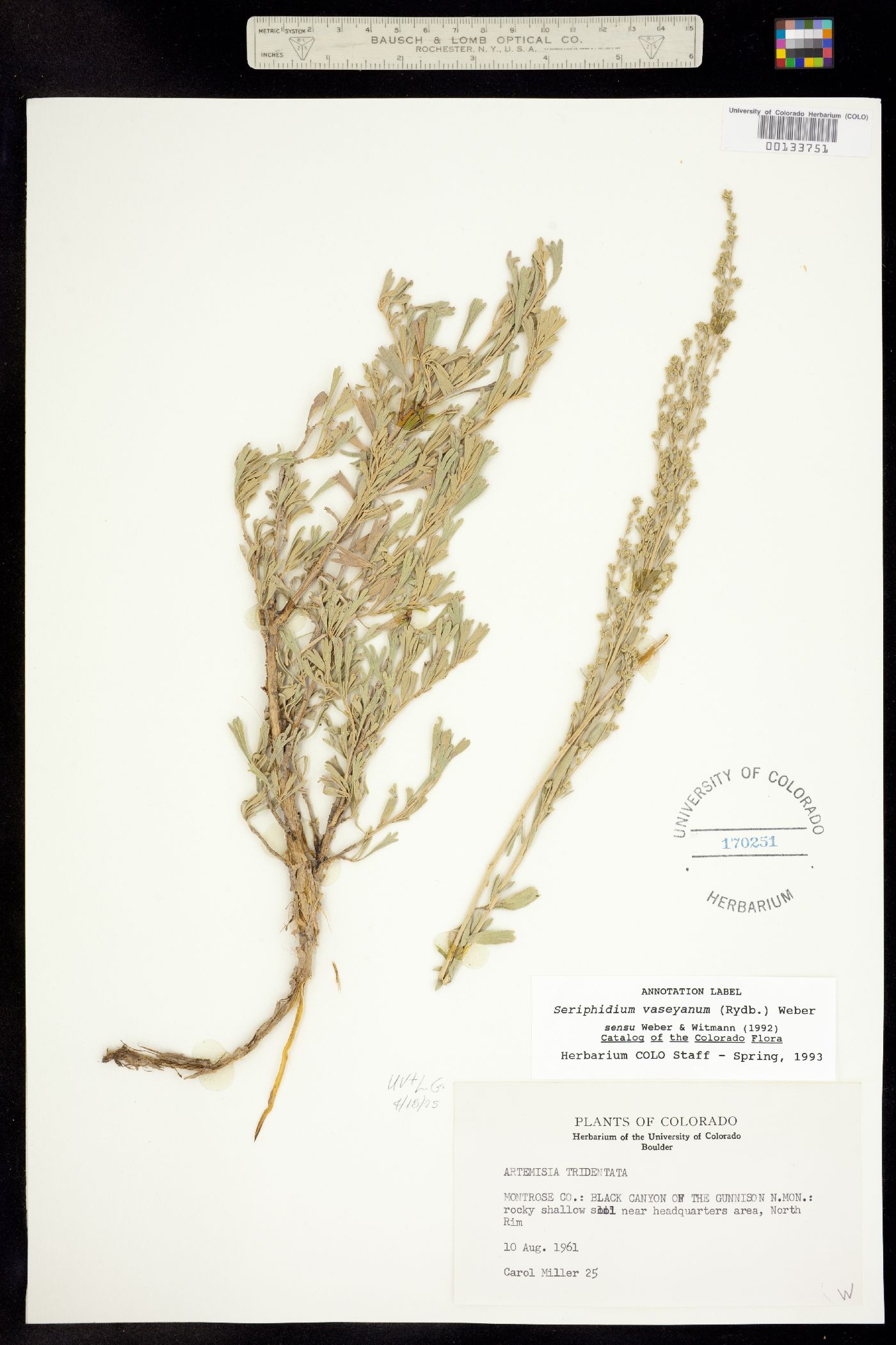 Seriphidium vaseyanum image