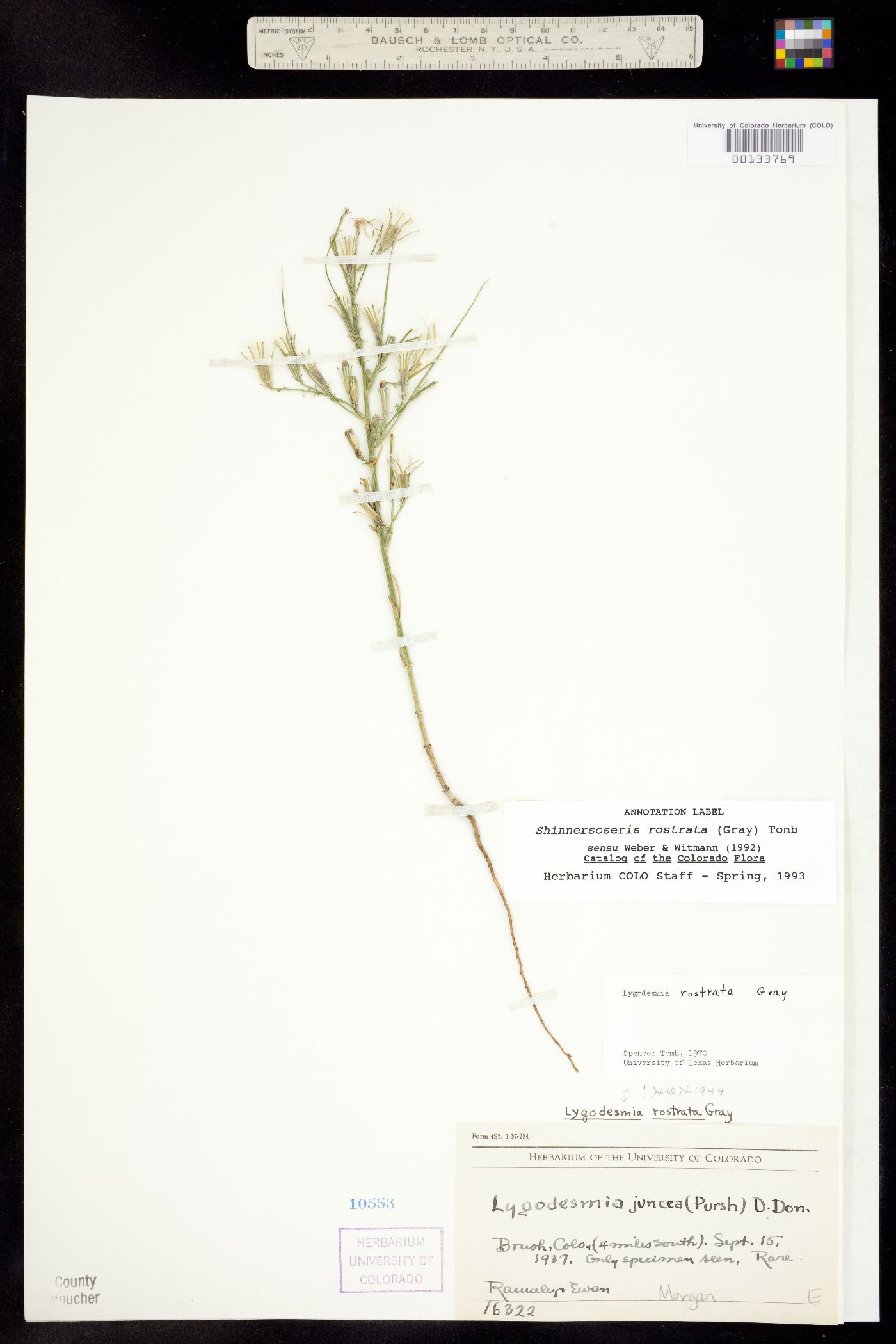Shinnersoseris rostrata image