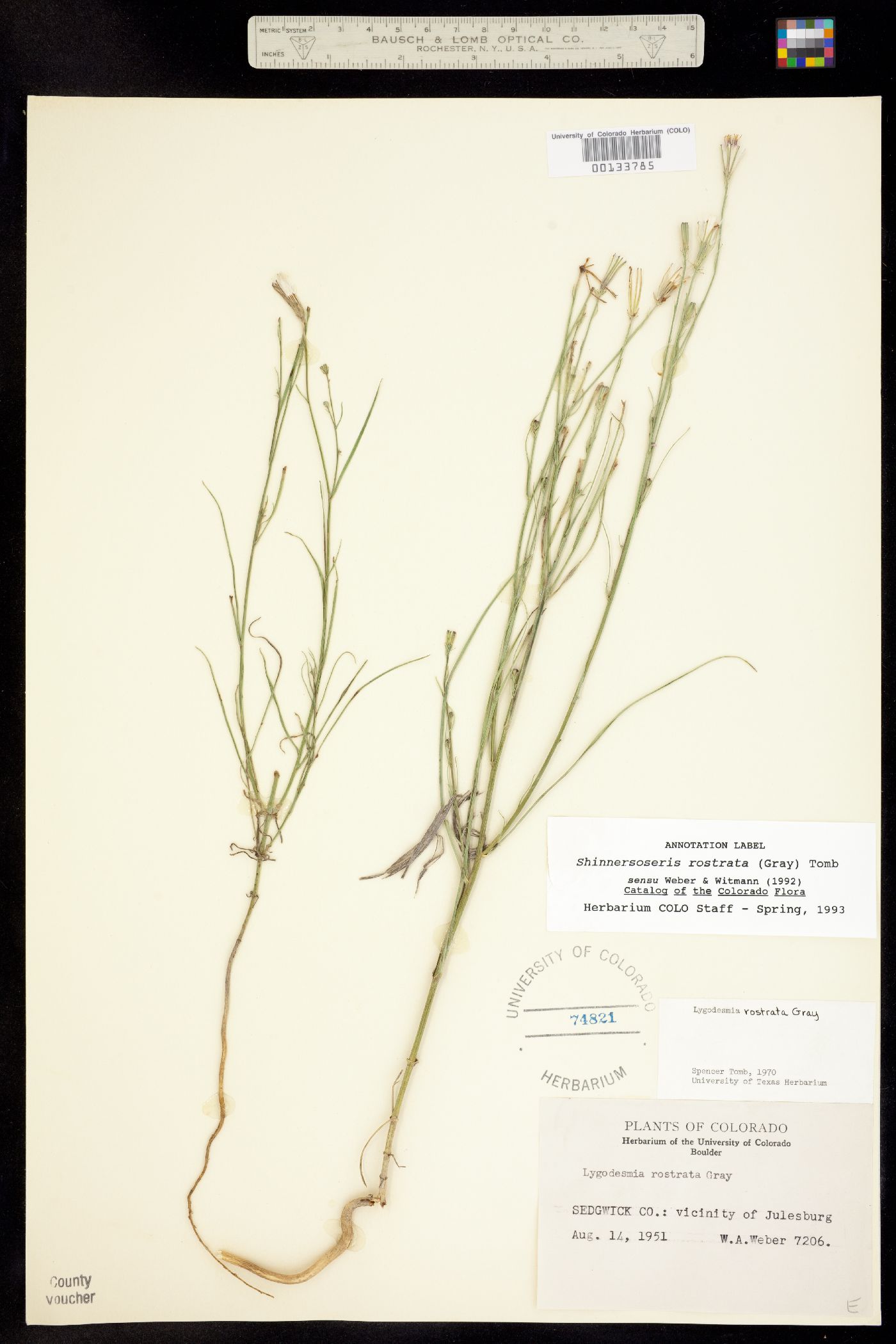 Shinnersoseris image