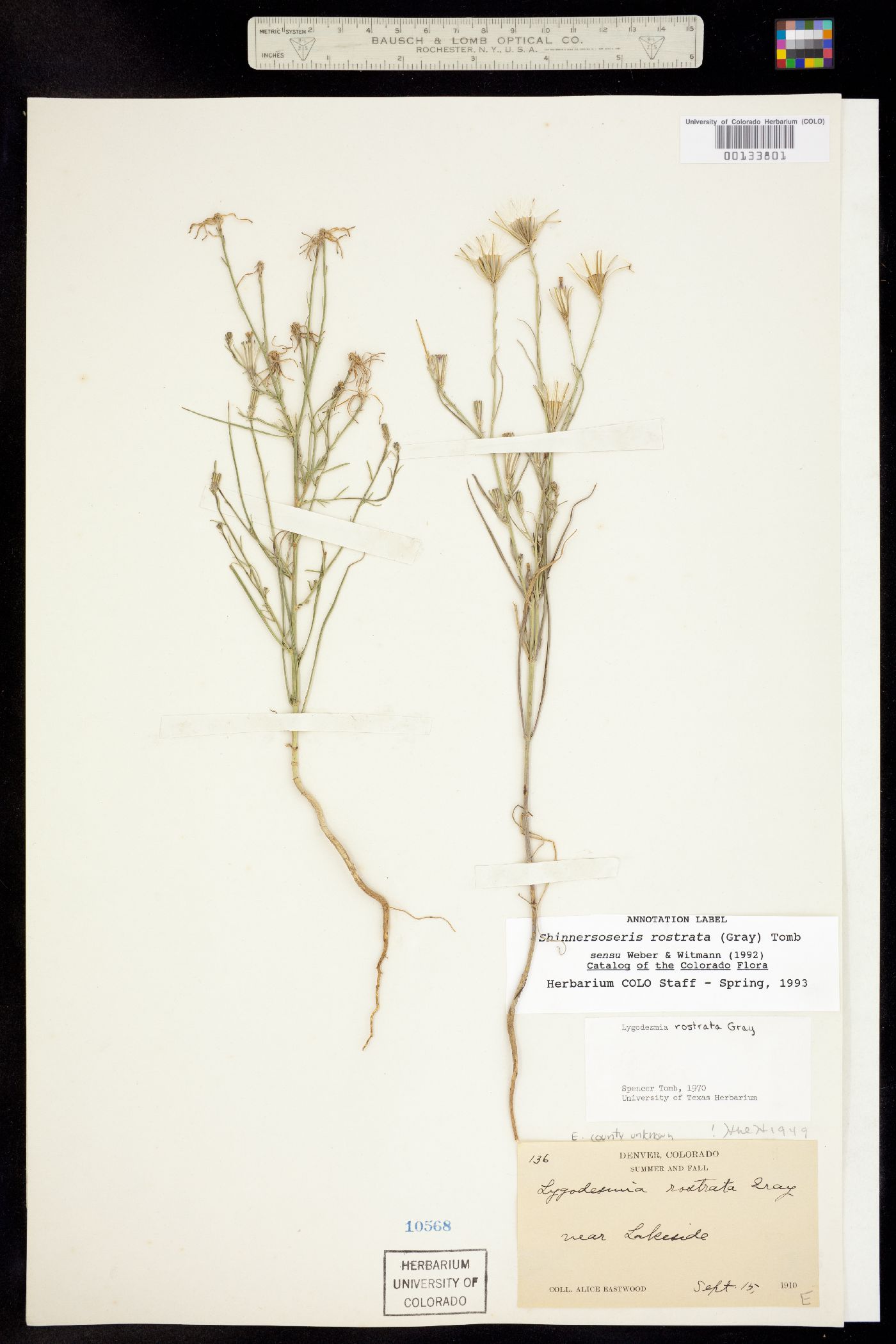 Shinnersoseris image