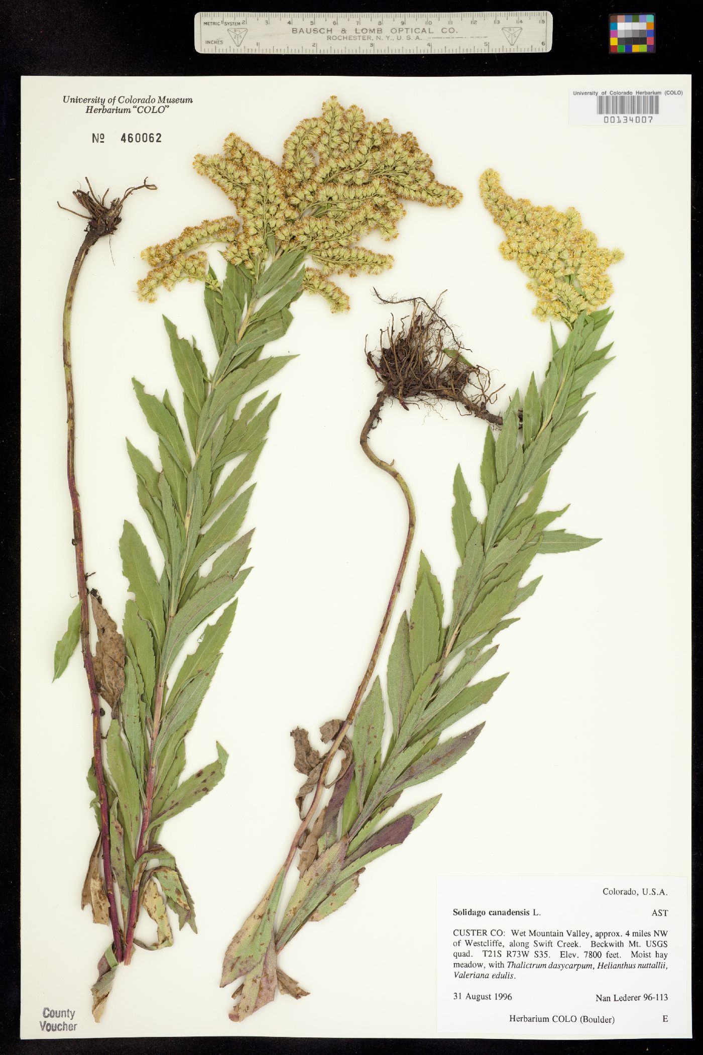 Solidago canadensis image