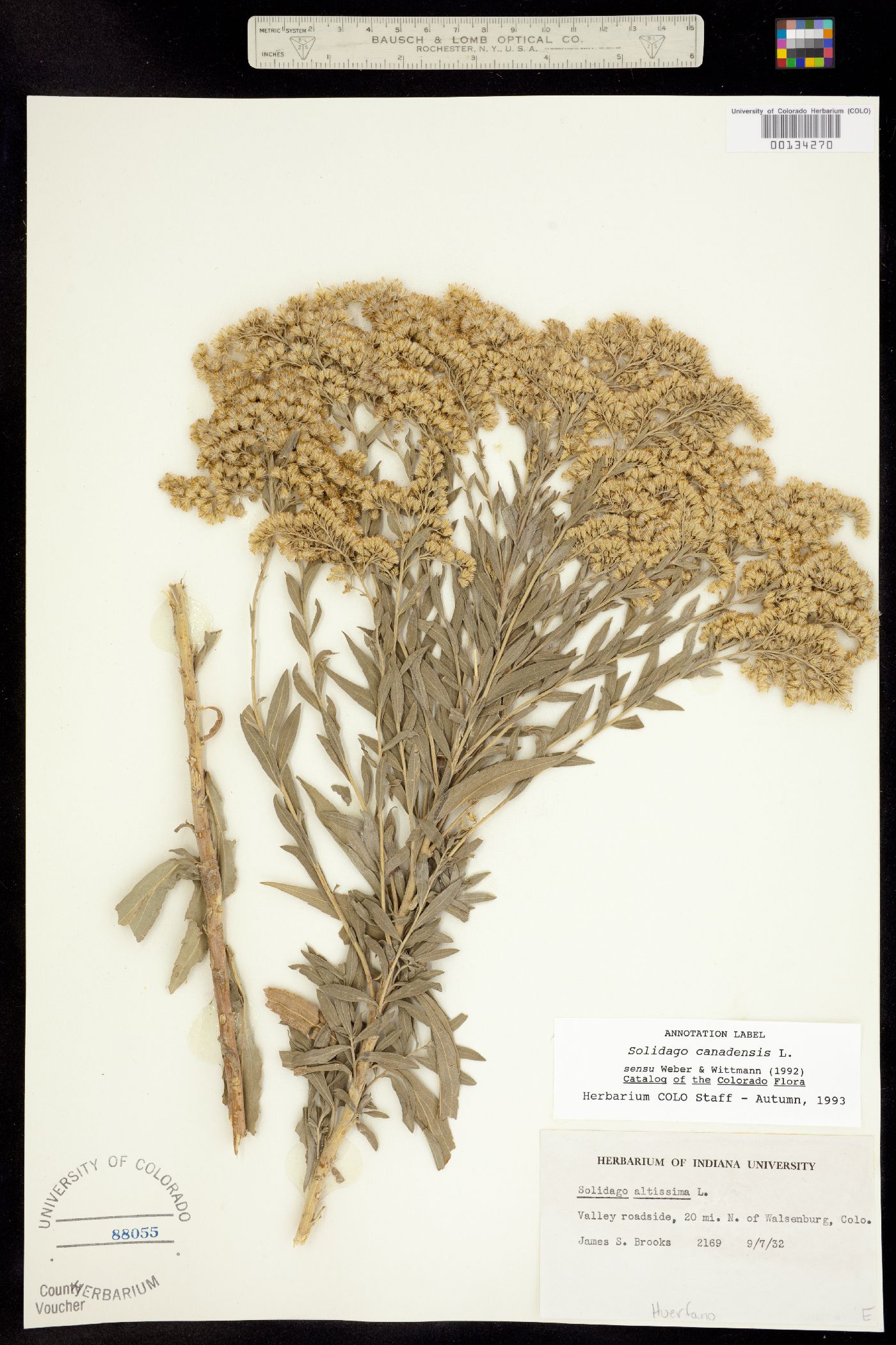 Solidago canadensis image