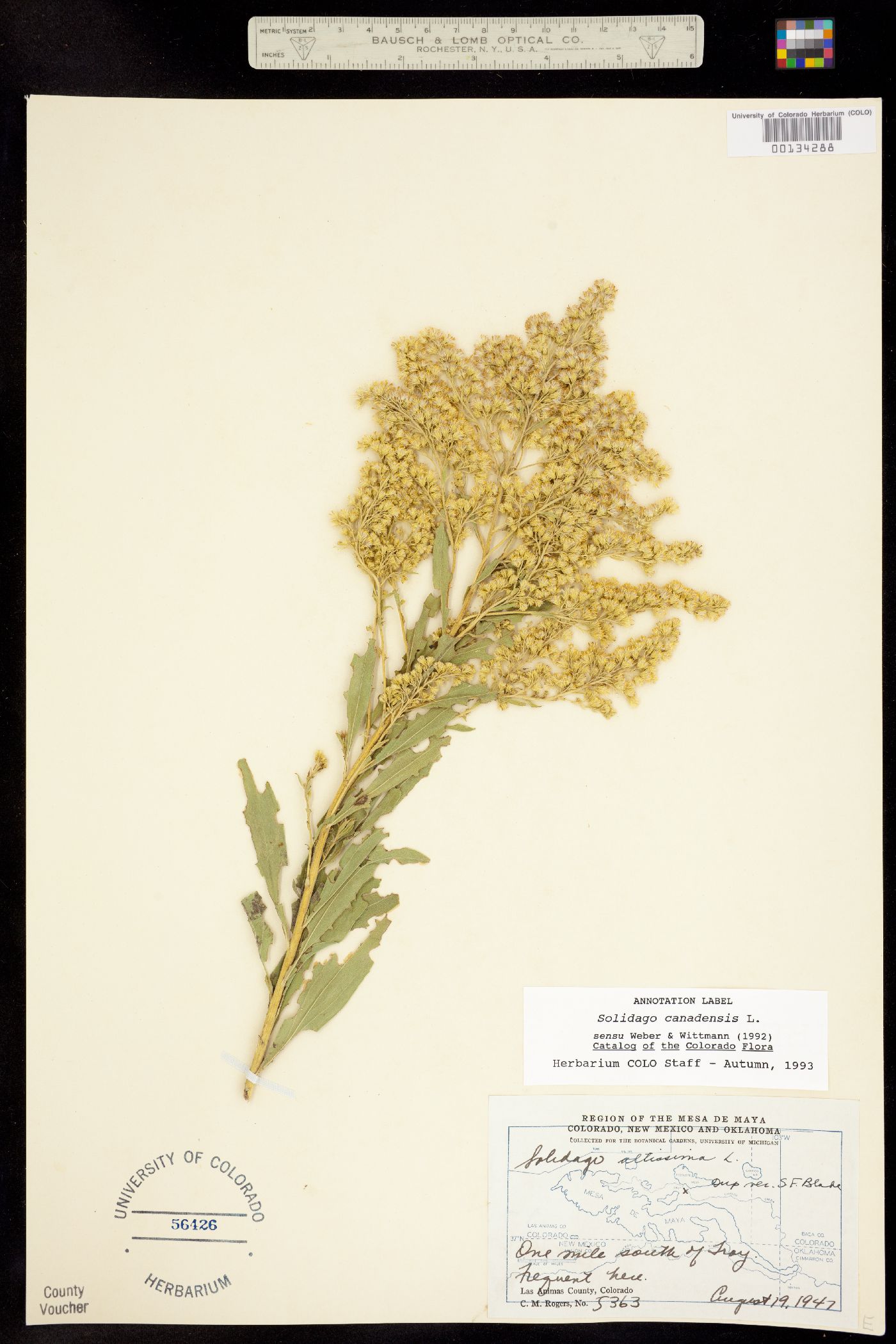 Solidago canadensis image