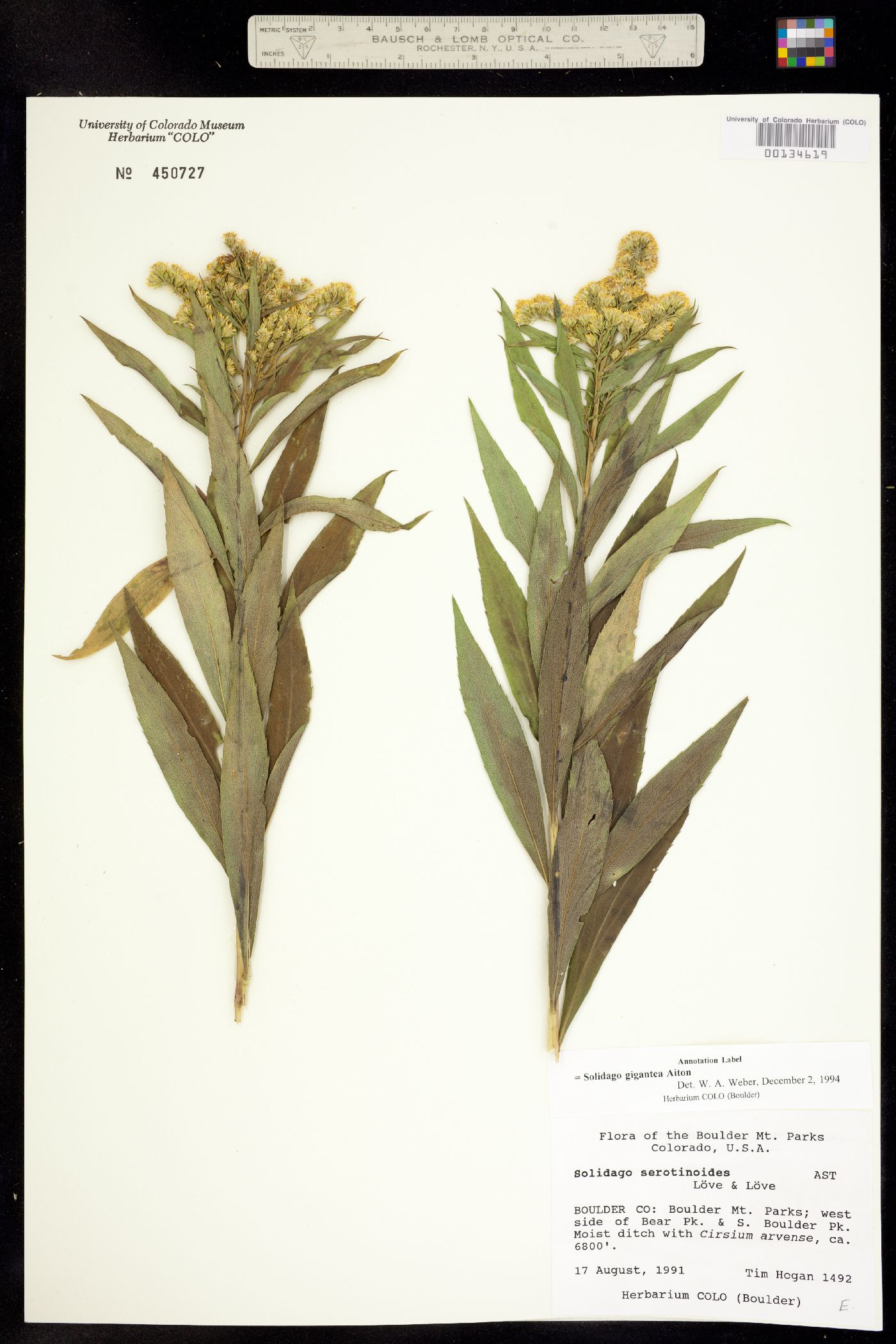 Solidago gigantea image