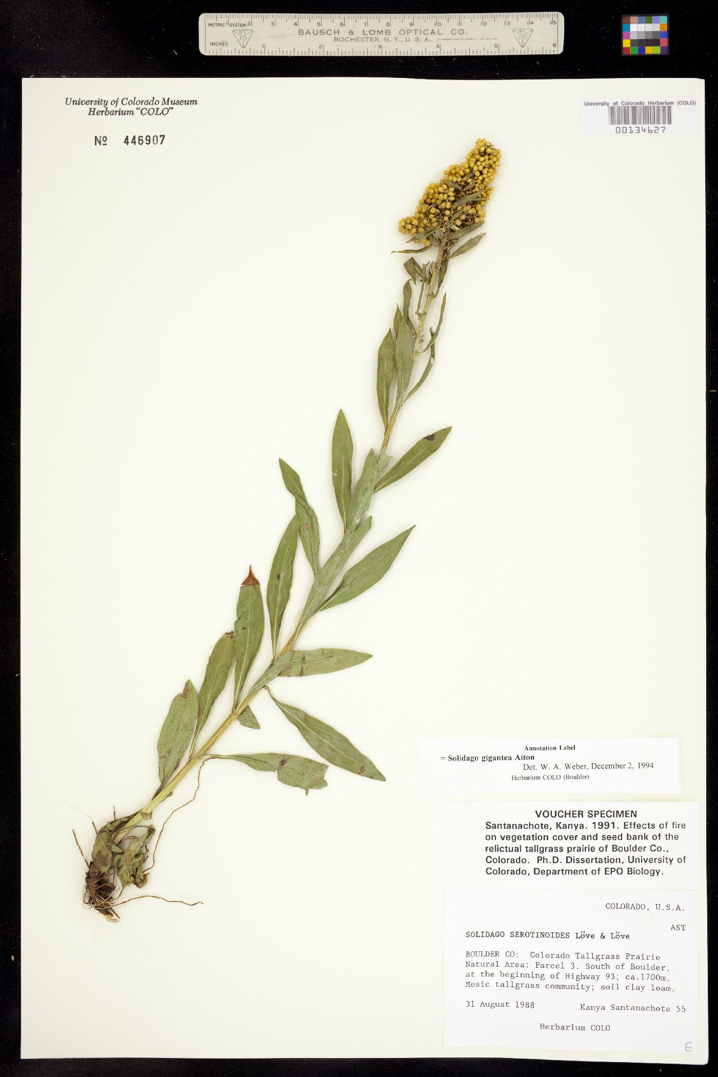 Solidago gigantea image