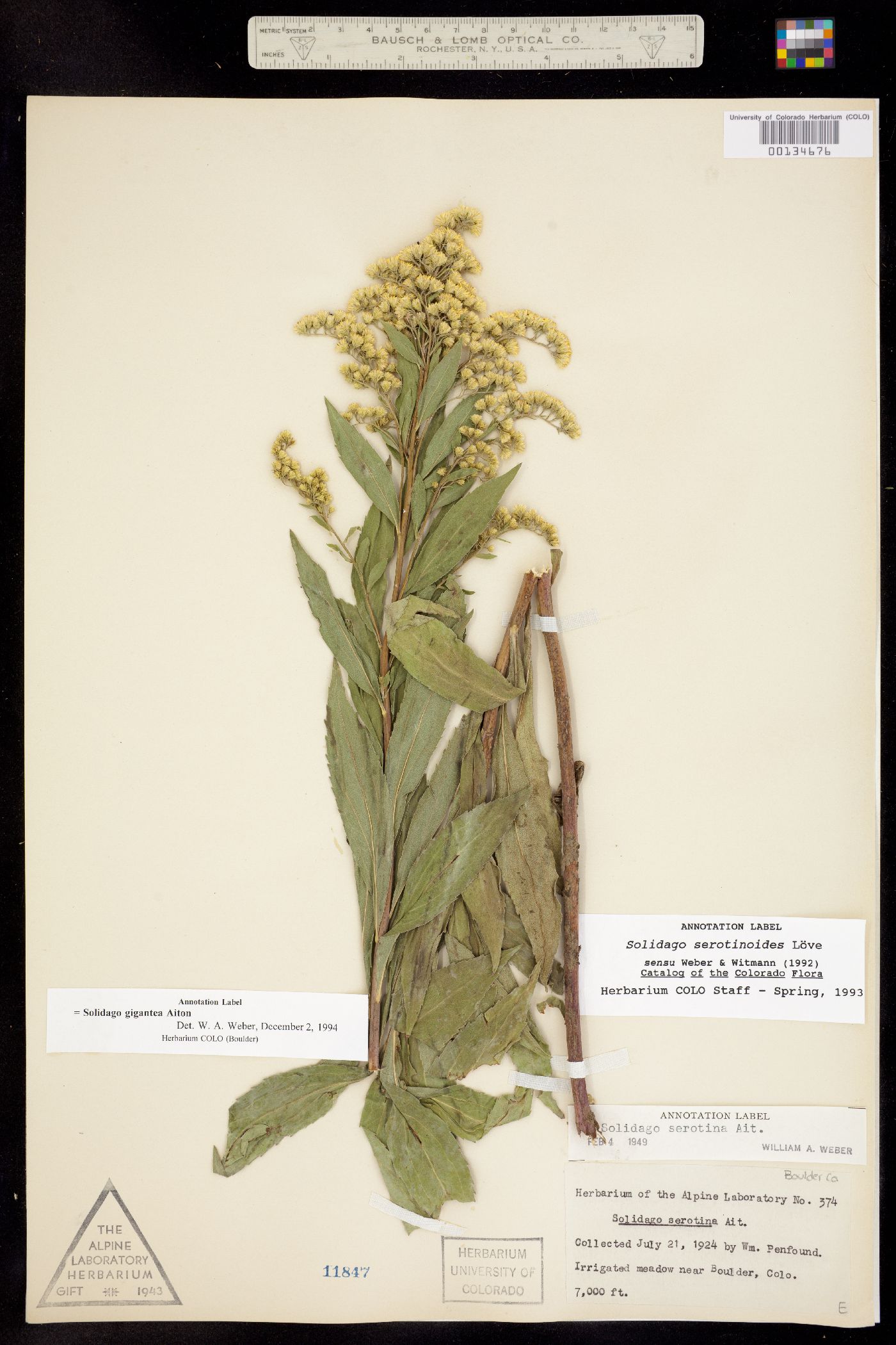 Solidago gigantea image