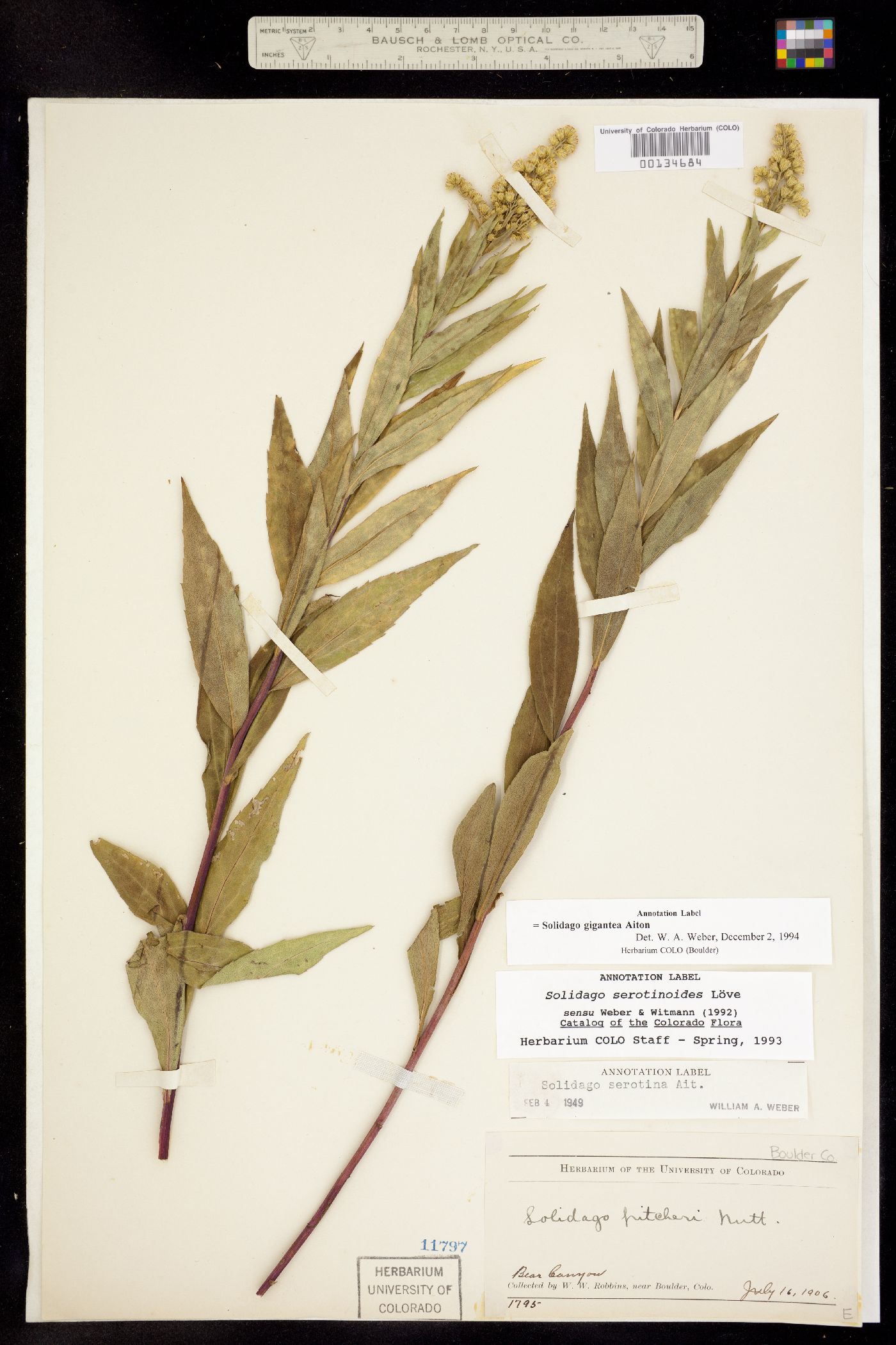 Solidago gigantea image