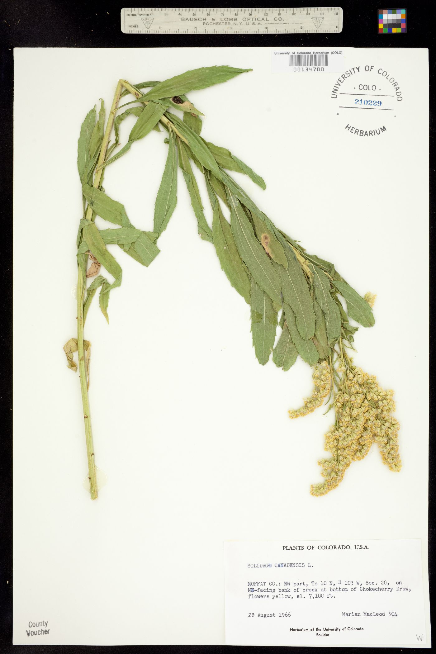 Solidago canadensis image