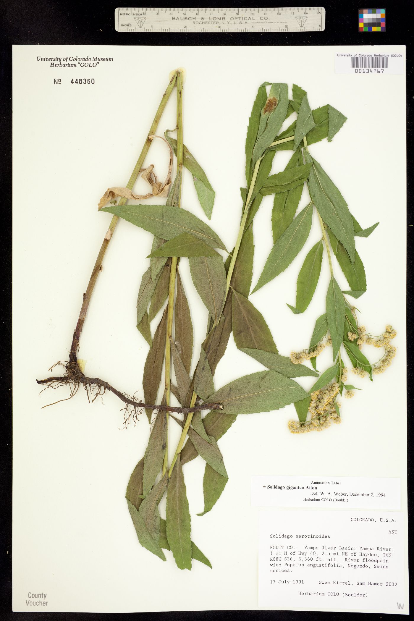 Solidago gigantea image