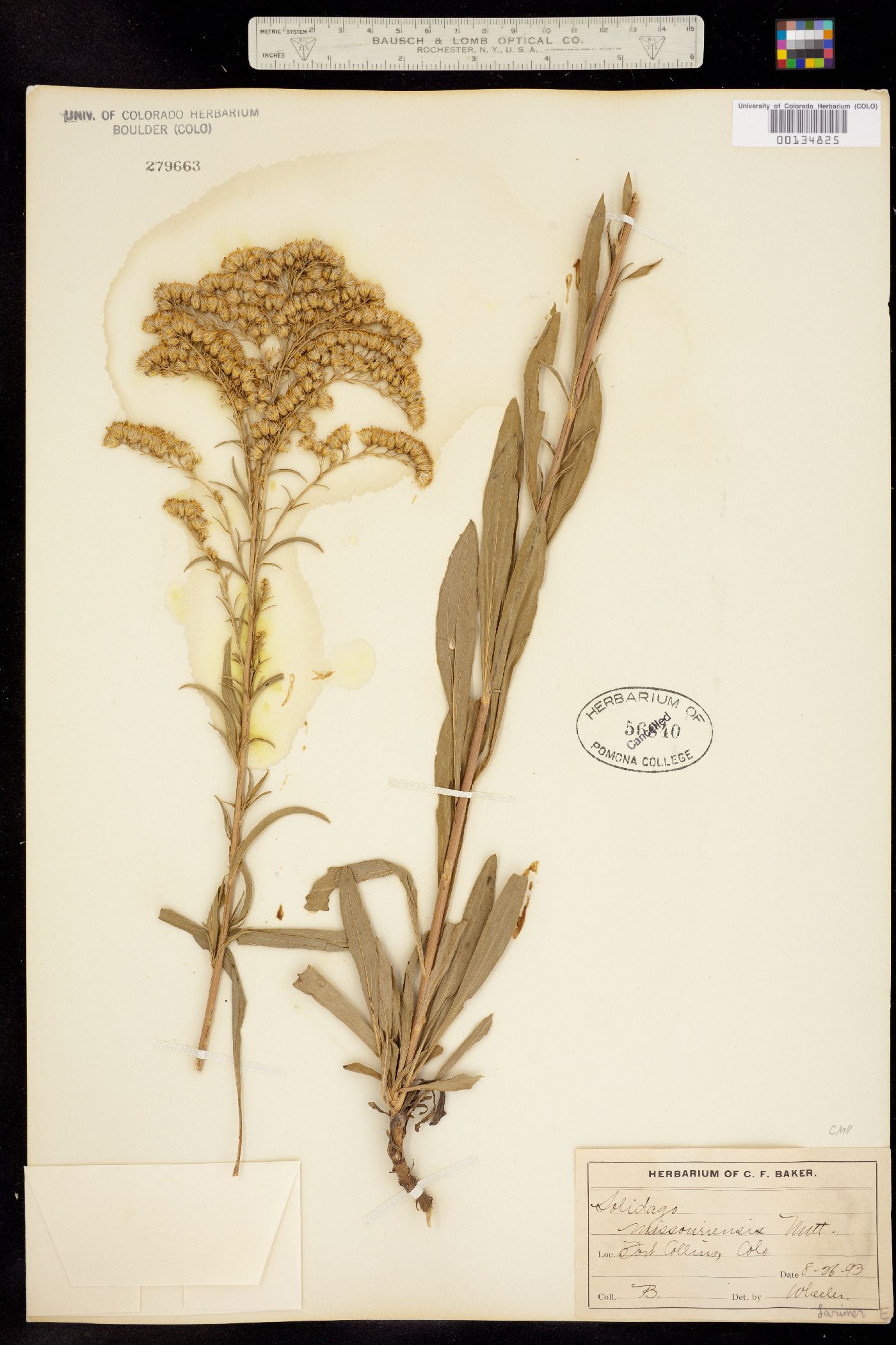 Solidago missouriensis image