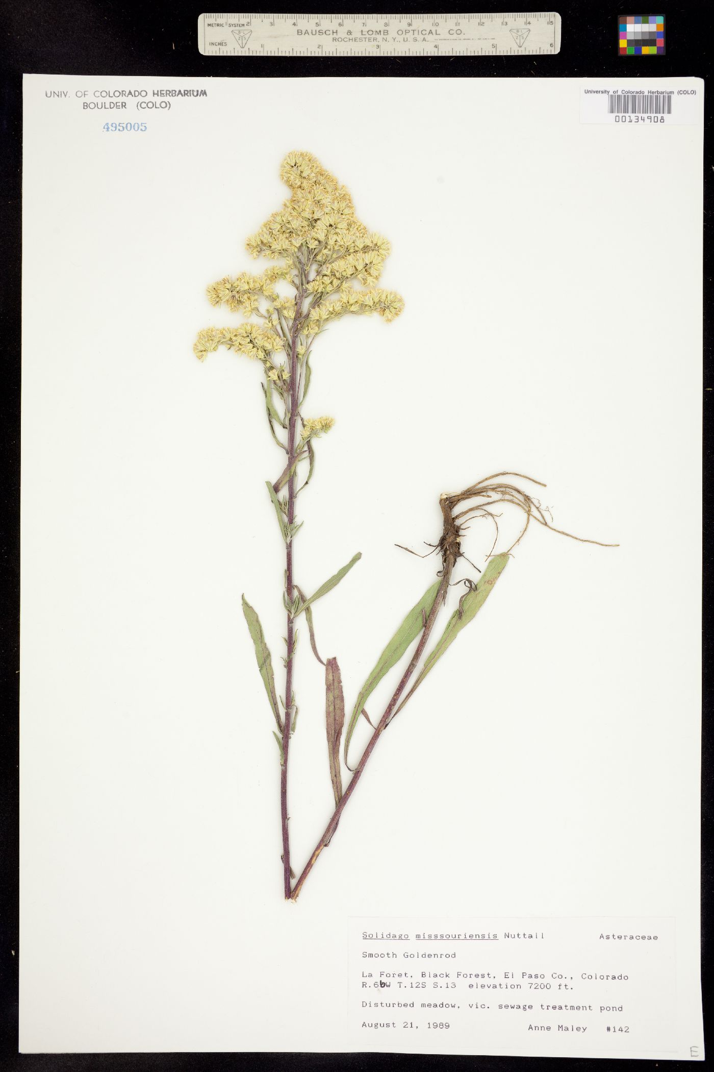 Solidago missouriensis image