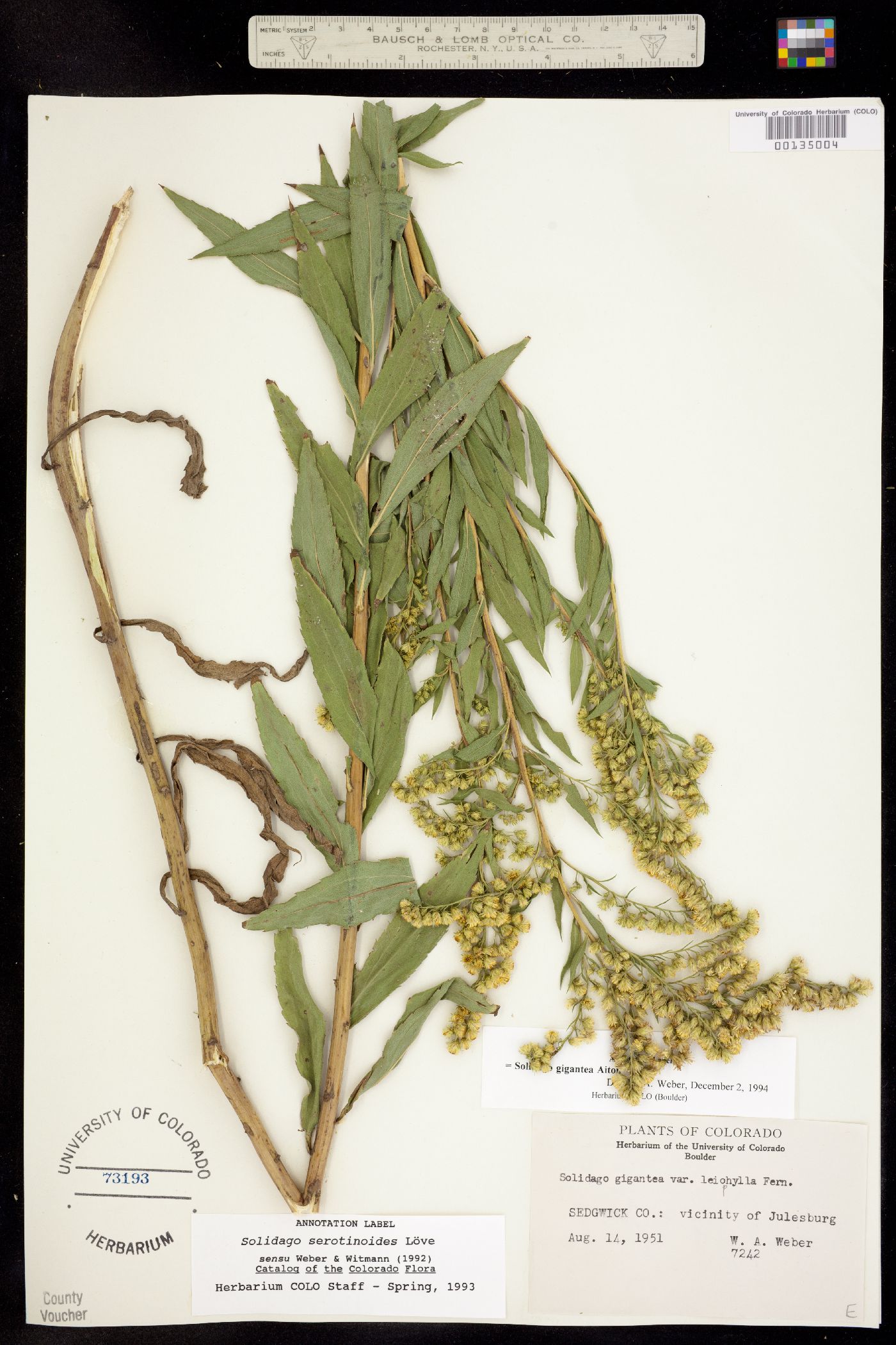 Solidago gigantea image