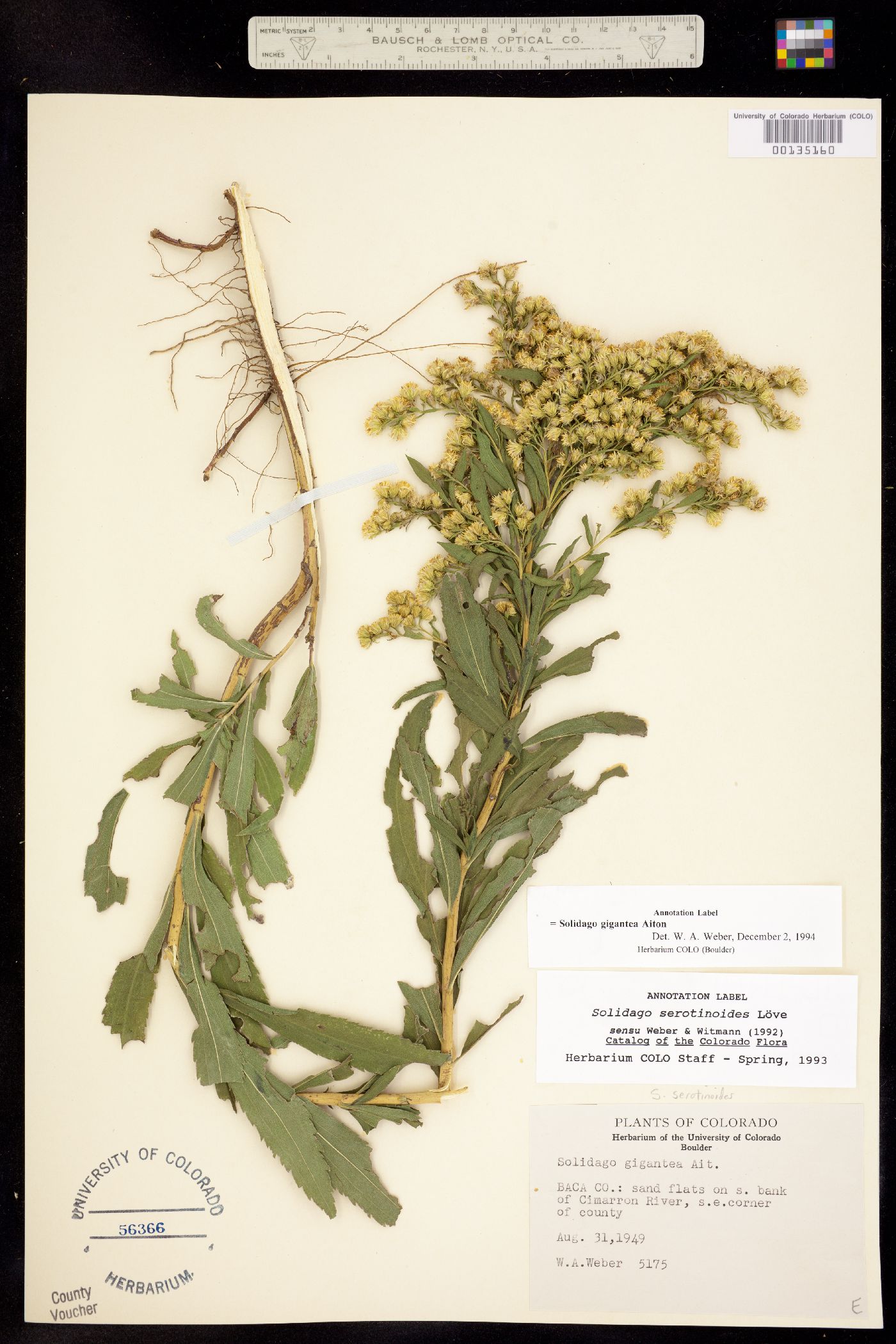 Solidago gigantea image