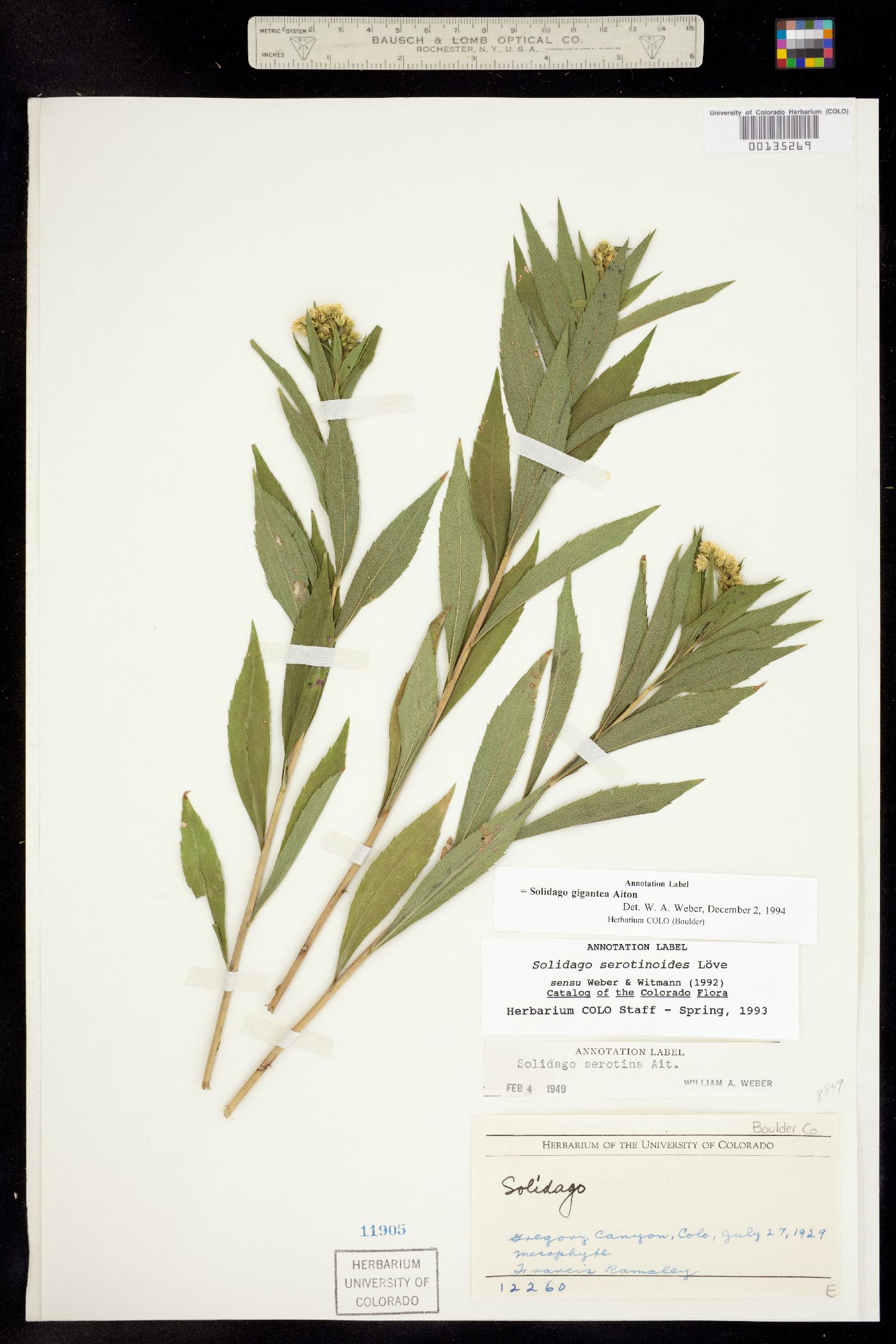 Solidago gigantea image