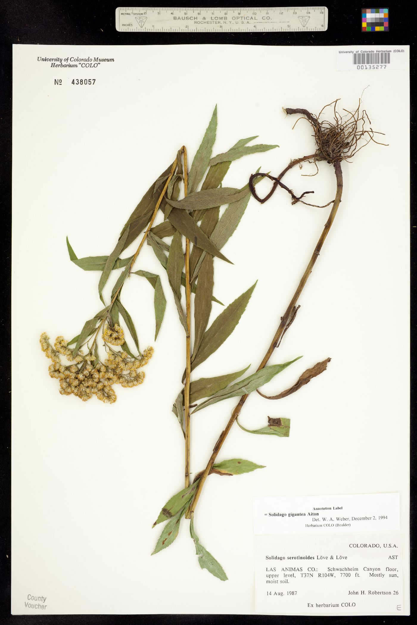 Solidago gigantea image