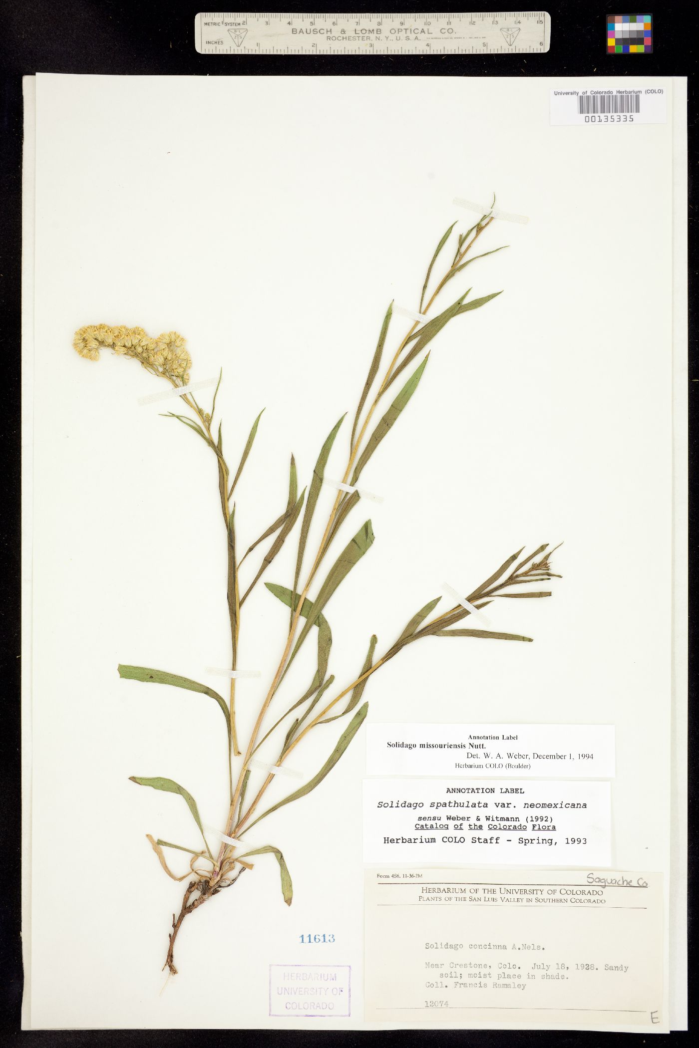 Solidago missouriensis image