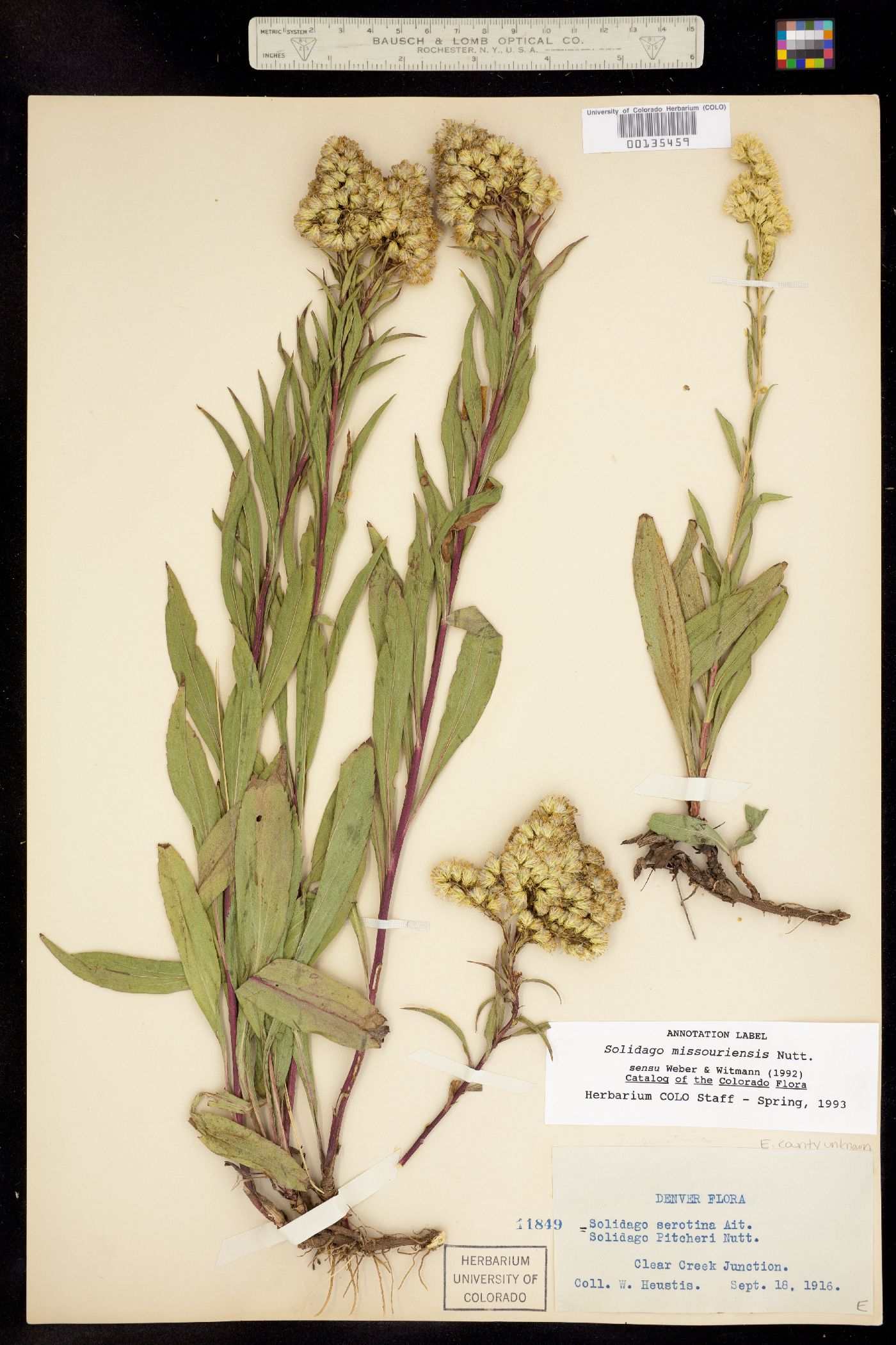 Solidago missouriensis image