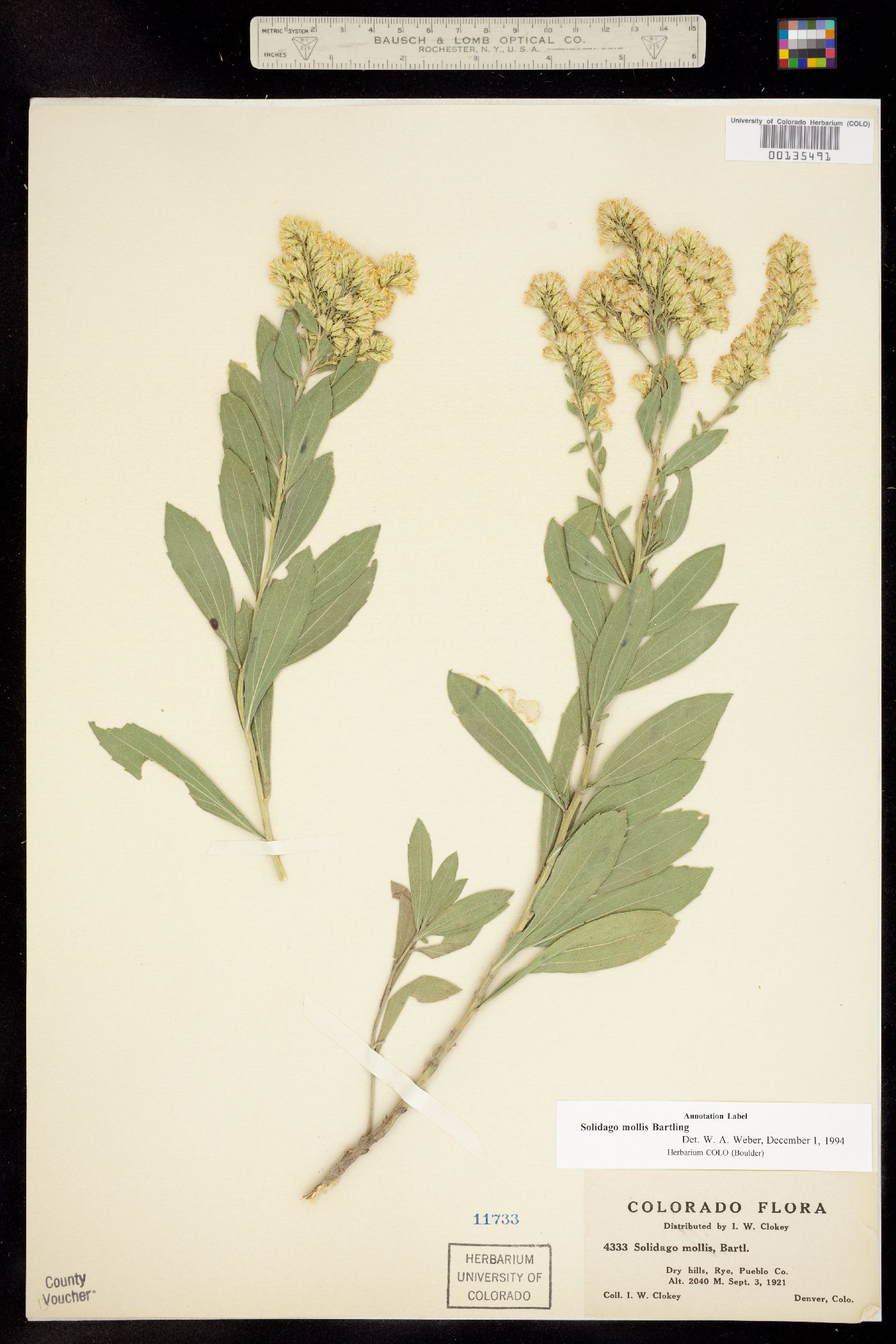 Solidago mollis image